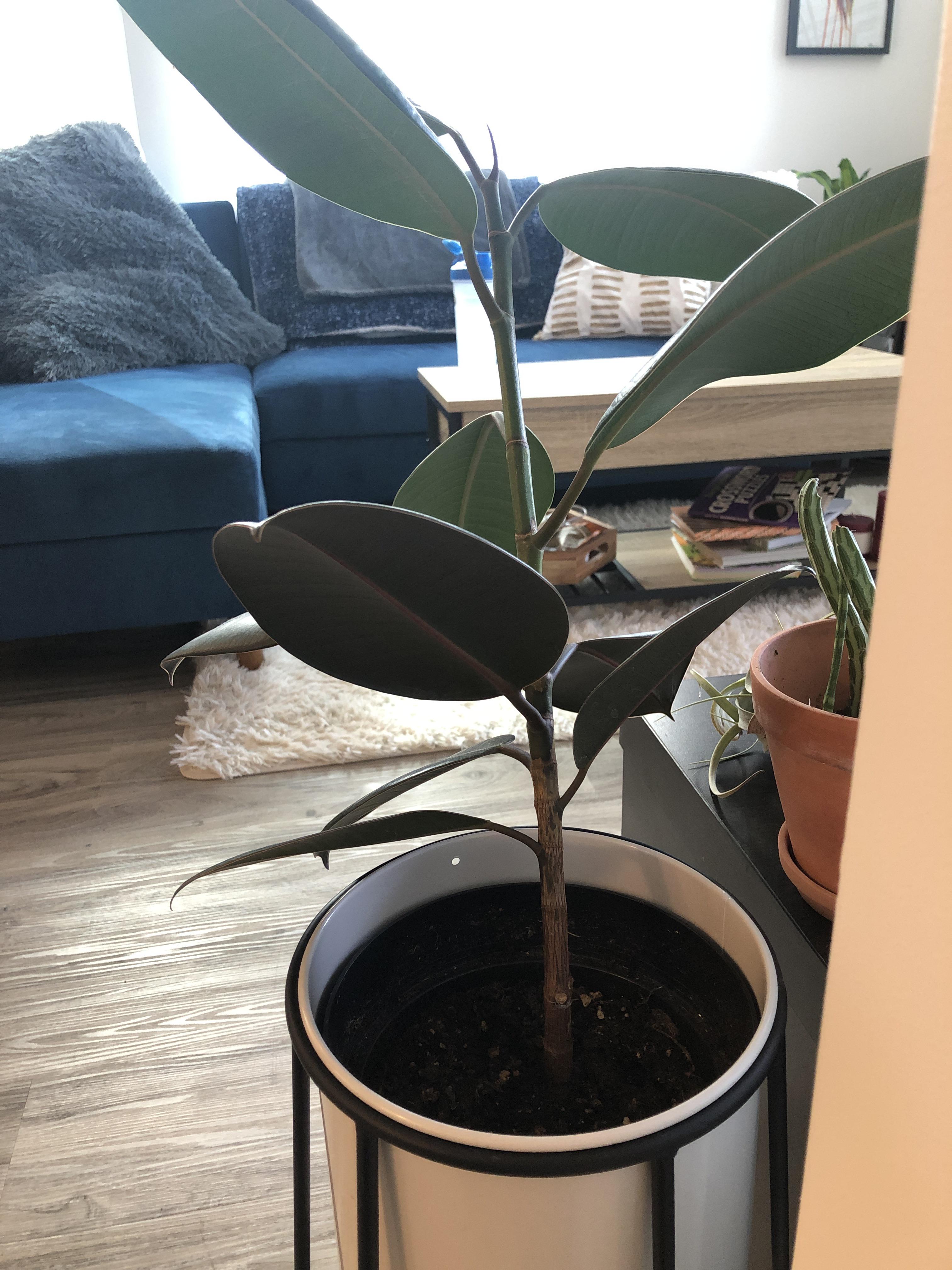Any idea why my rubber plant is slowly turning brown? The leaves look