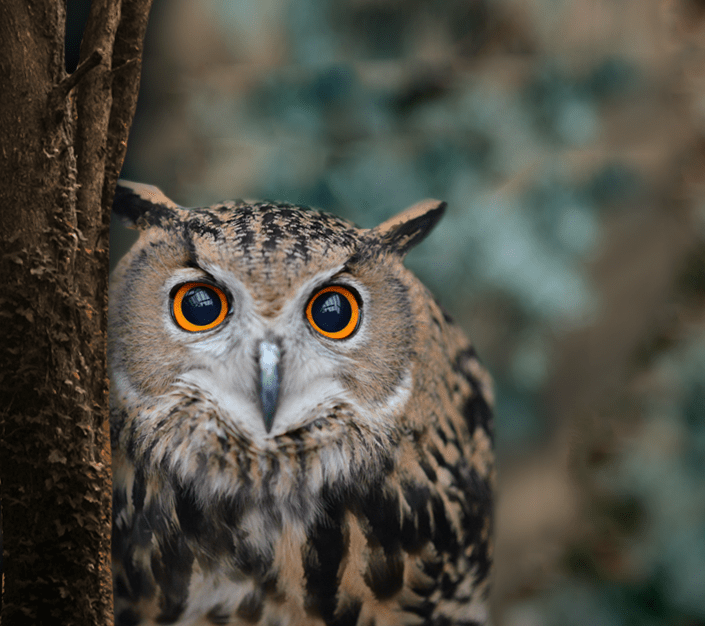 Beautiful Owl r/AlanBlindOwlWilson