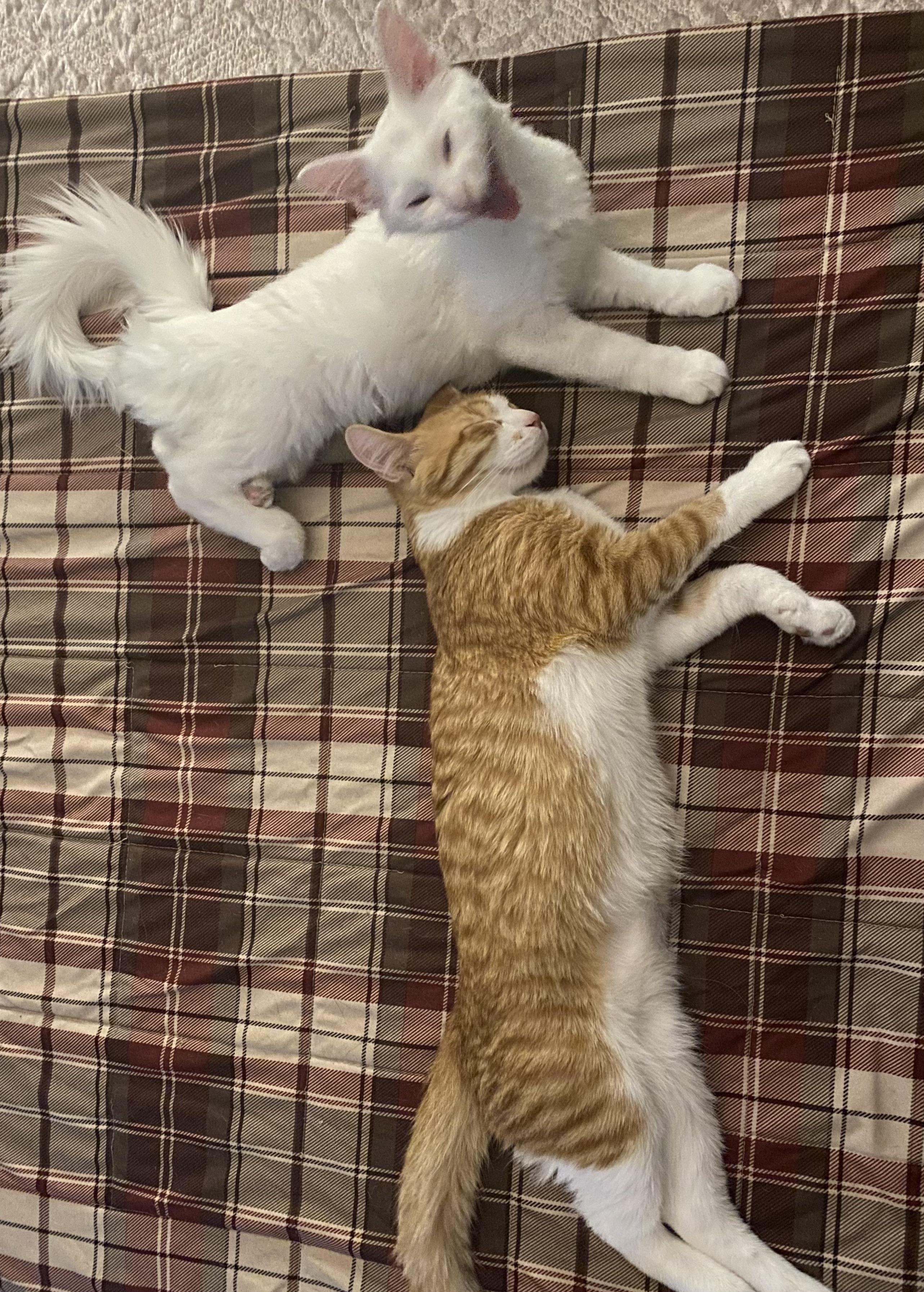 A cat and his sleep paralysis demon. (Thought this would be fitting for