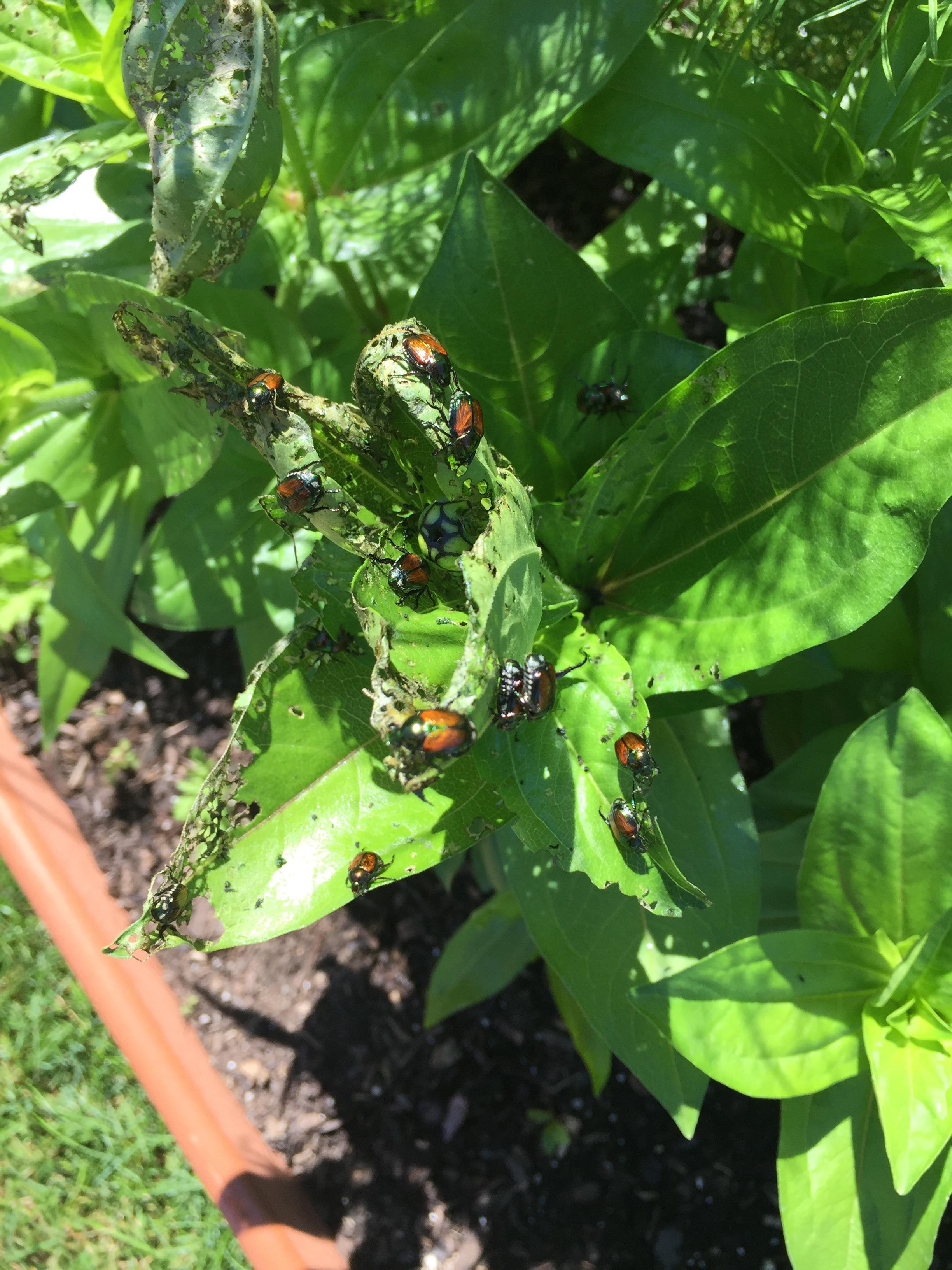 Japanese beetle infestation! I tried dilute neem oil and they won’t