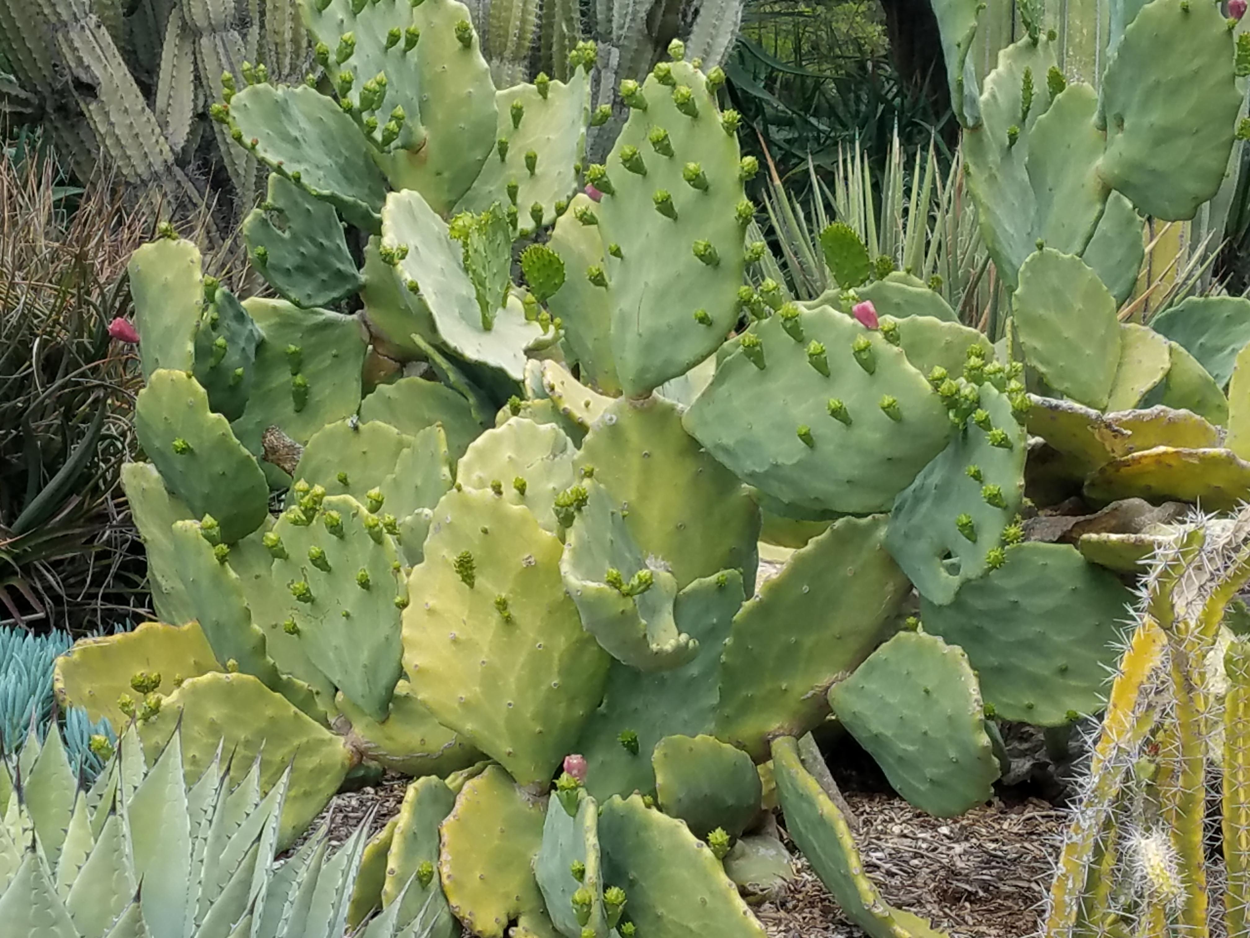 ID on this big wavy Opuntia? r/cactus