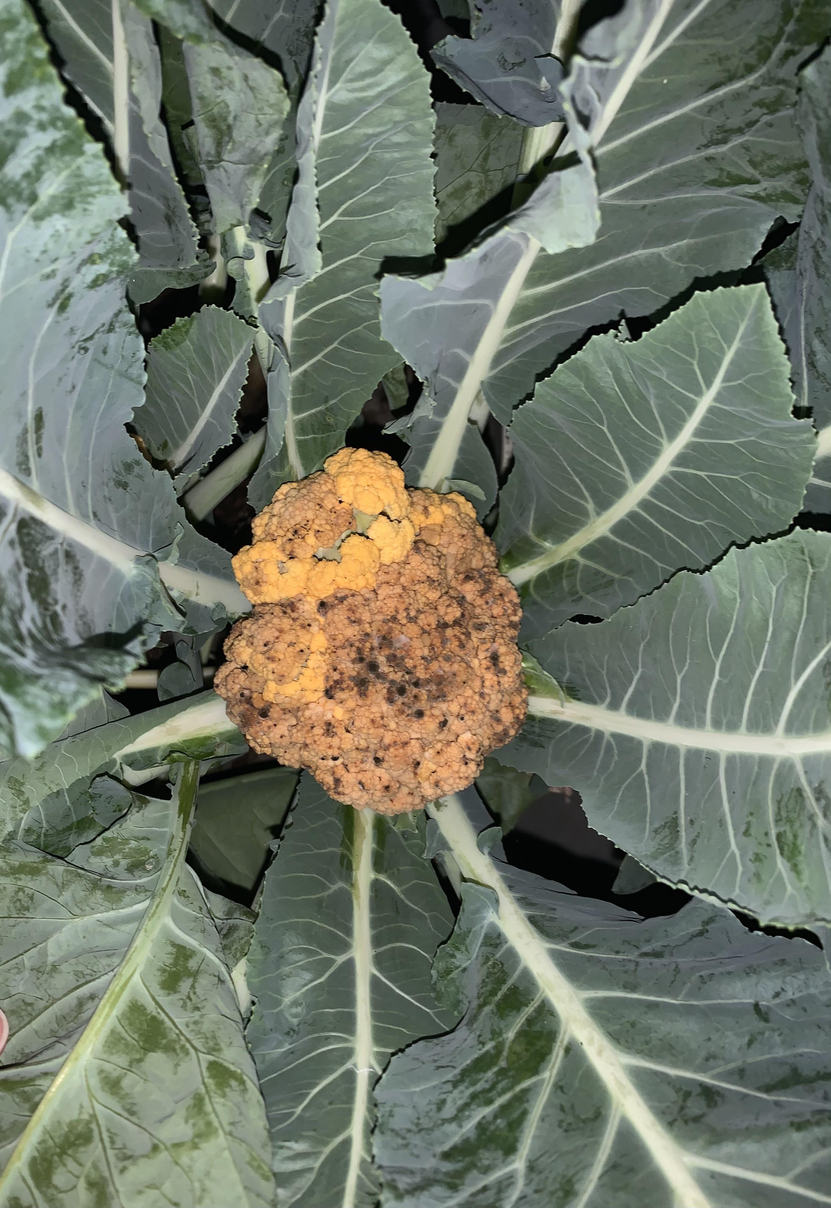 What are these black spots on my mom’s cauliflower? And what should she