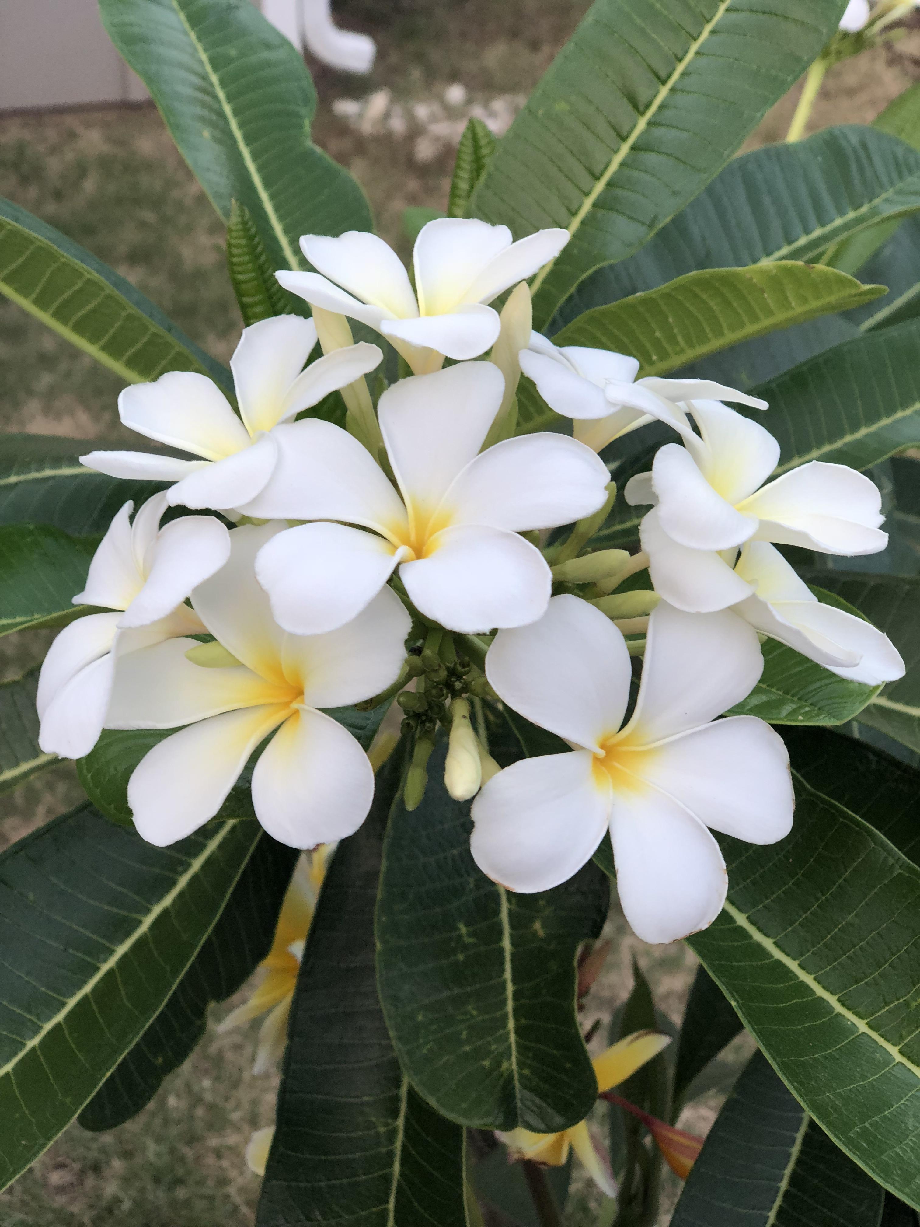 Plumeria in Texas! r/gardening