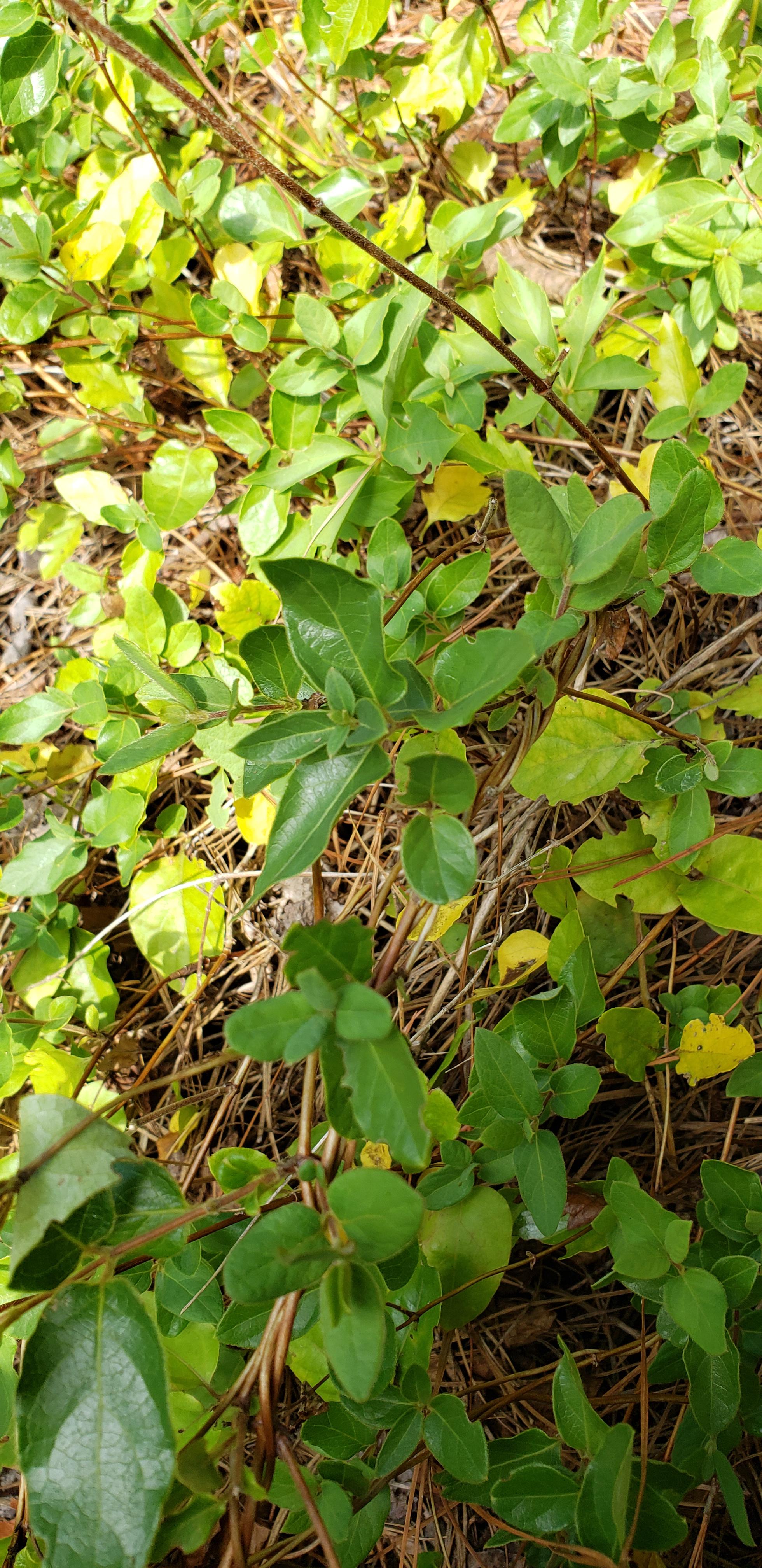 Viney plant in South Carolina r/whatsthisplant