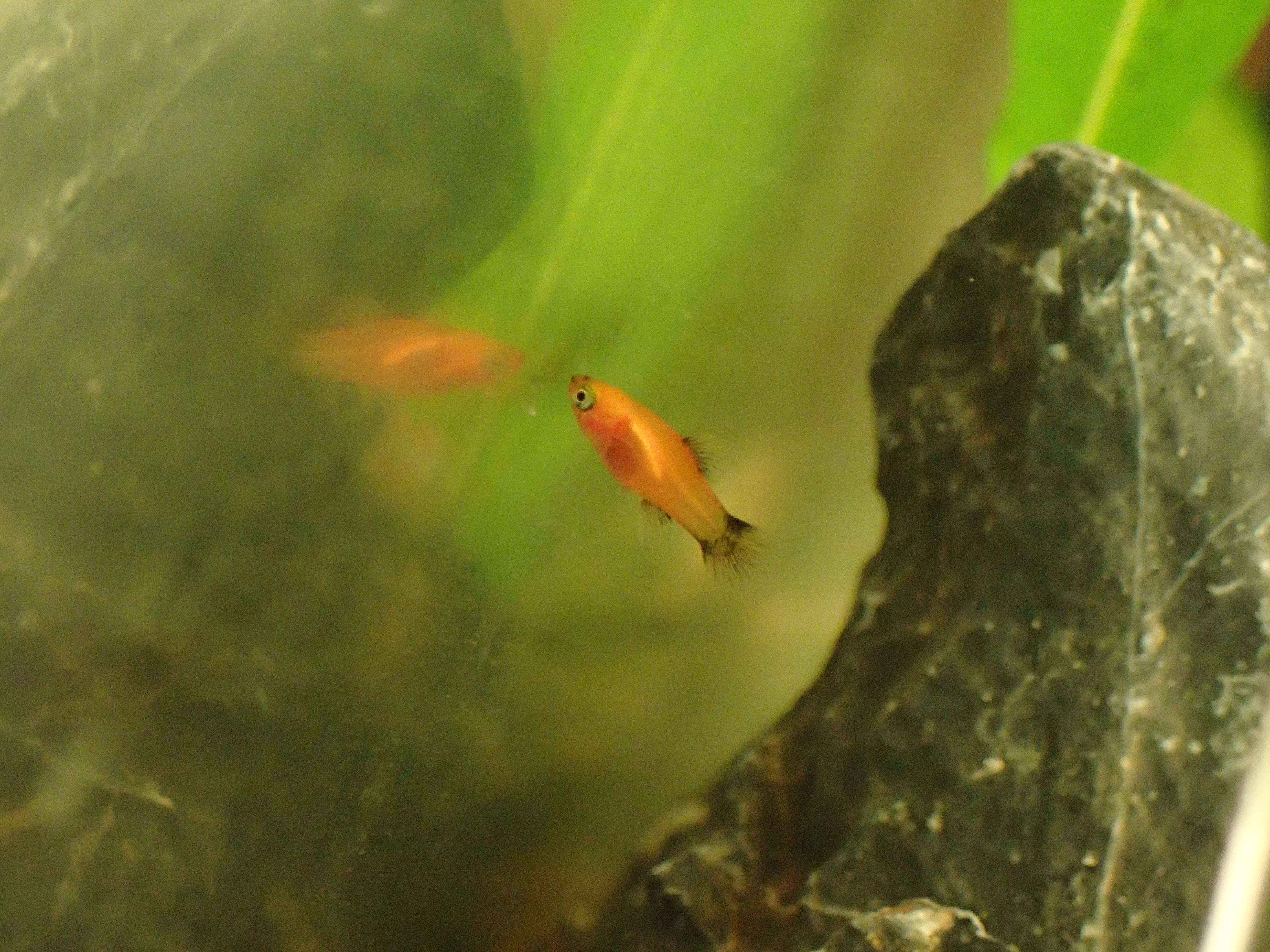 My lil baby platy r/Aquariums