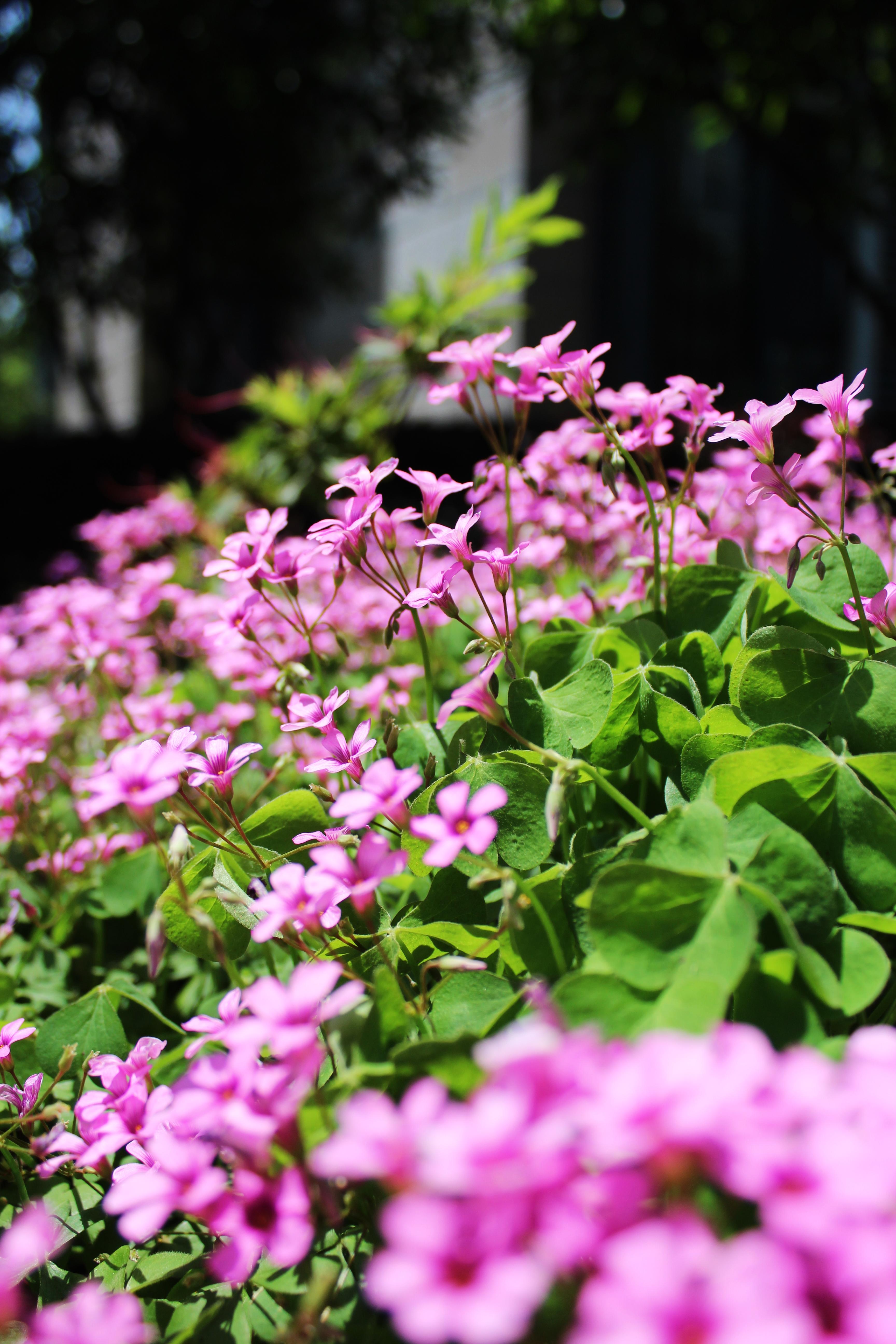 beautiful small pink flowers. [OC] [3456 x 5184] r/BotanicalPorn