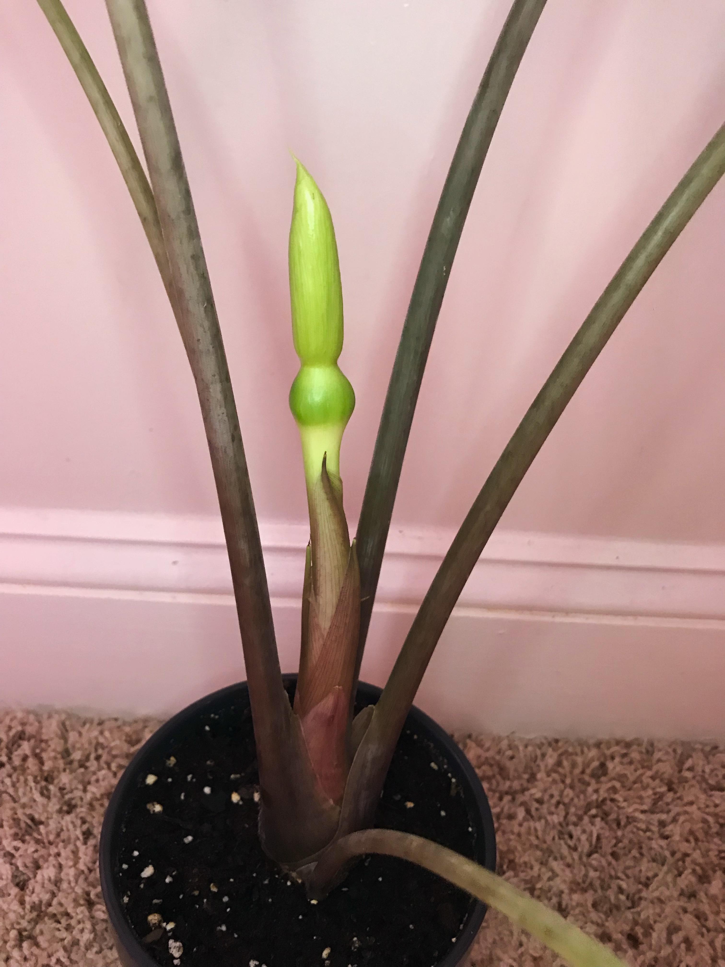 Alocasia (elephant ear/African mask plant) flower coming through! r