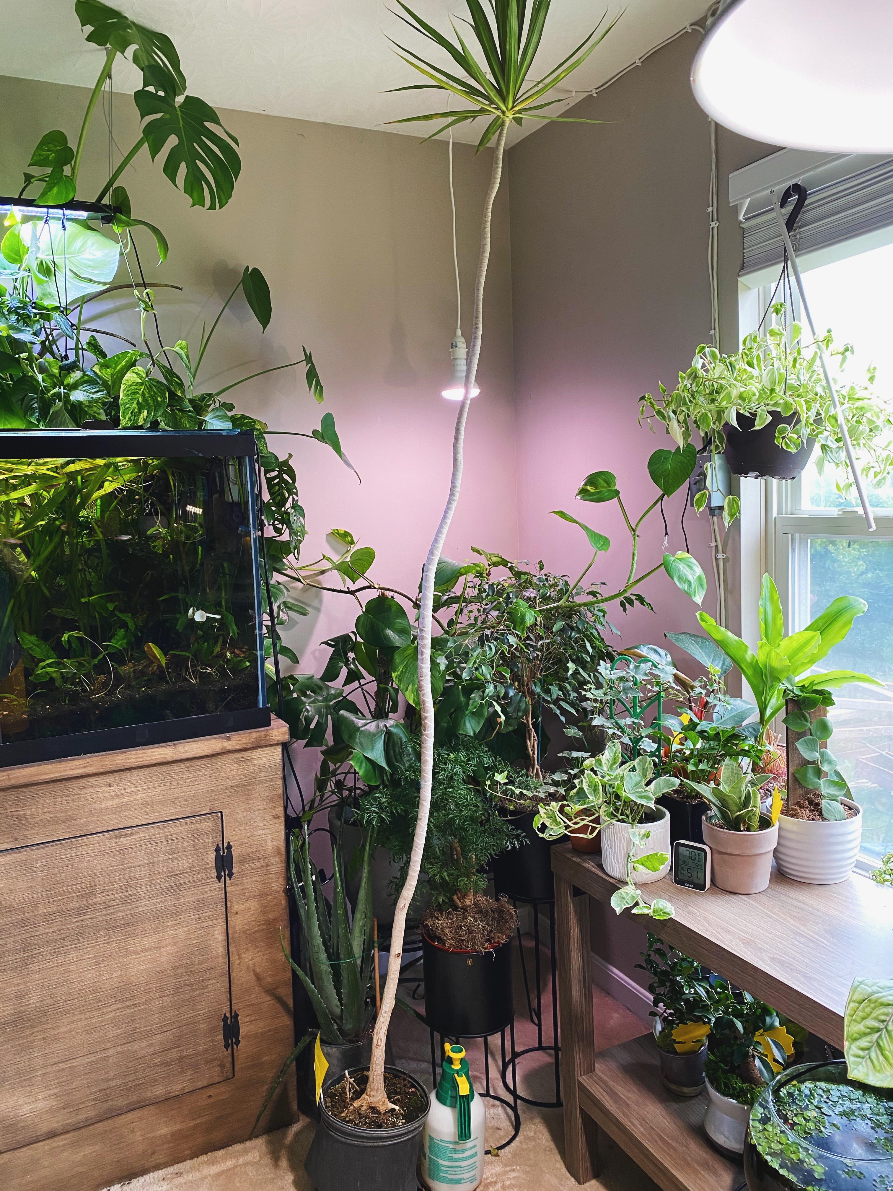 picked up this yucca over the weekend, im calling it my lorax tree r