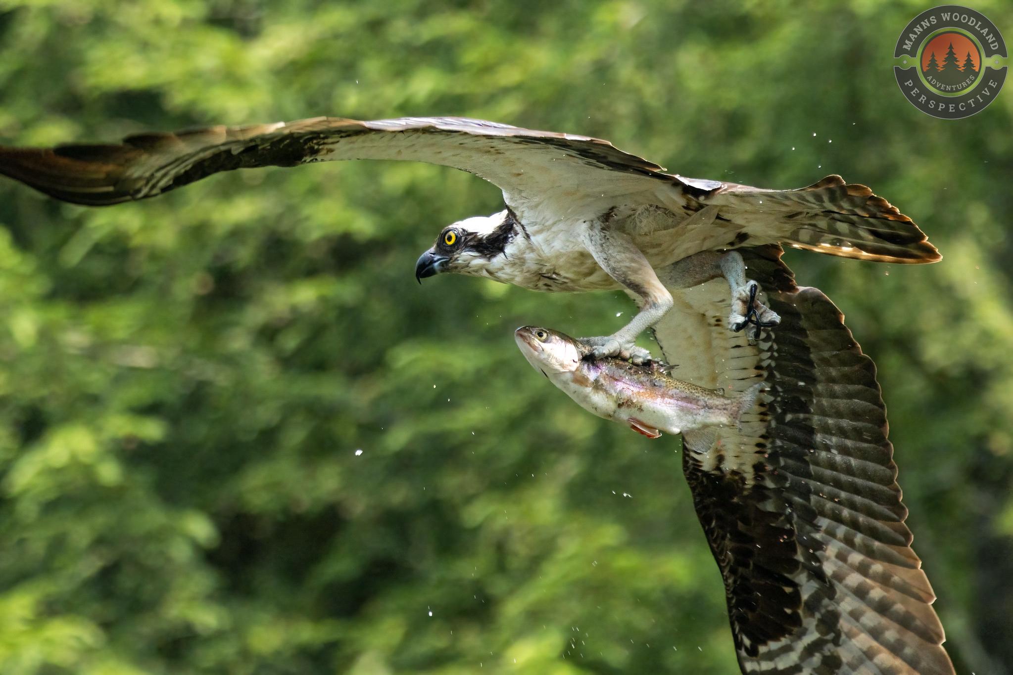Raccoon Creek State Park, Osprey with Trout. Stateparks