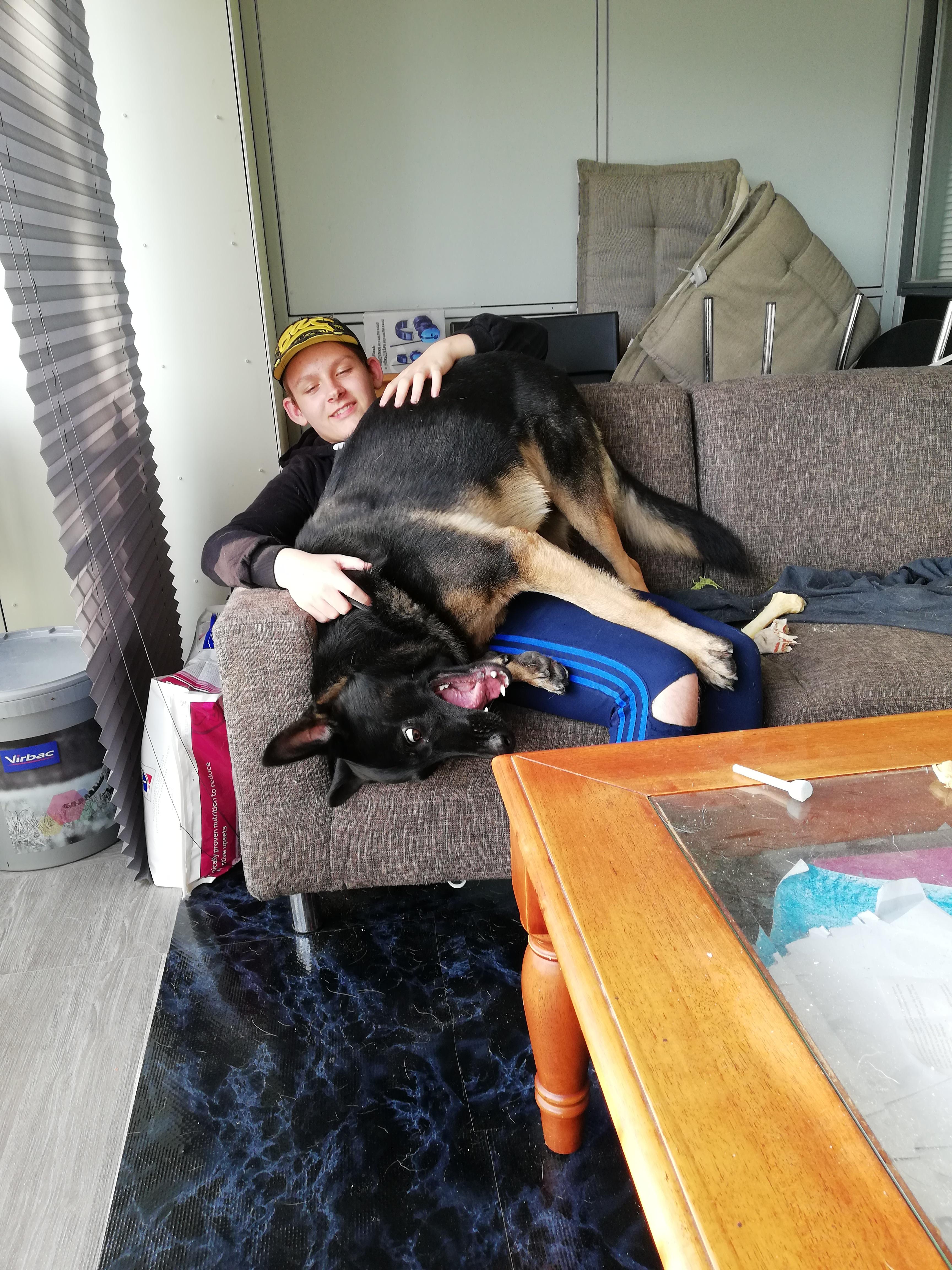 Dog upside down r/WhatsWrongWithYourDog