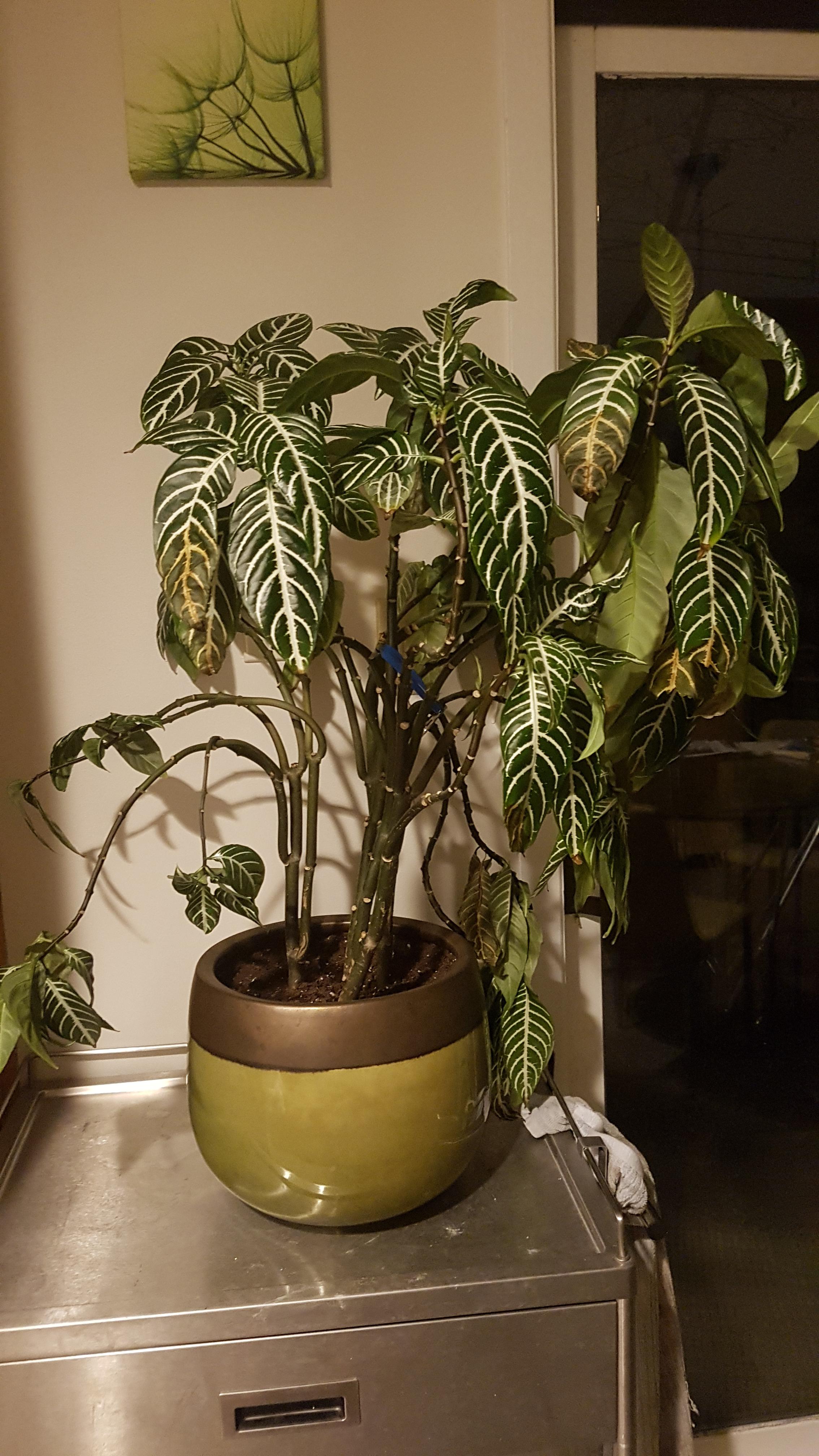 Zebra plant was drowning I repotted it but it's not recovering! Help