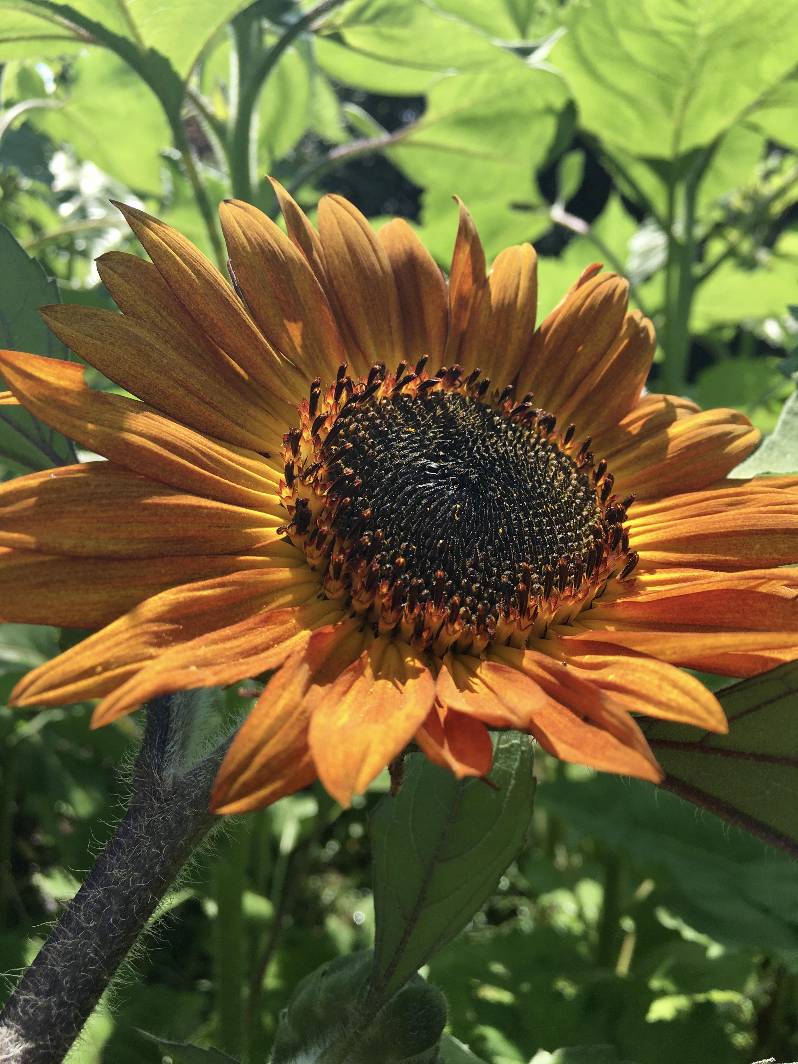 This beautiful rust colored one just bloomed in my garden r/sunflowers