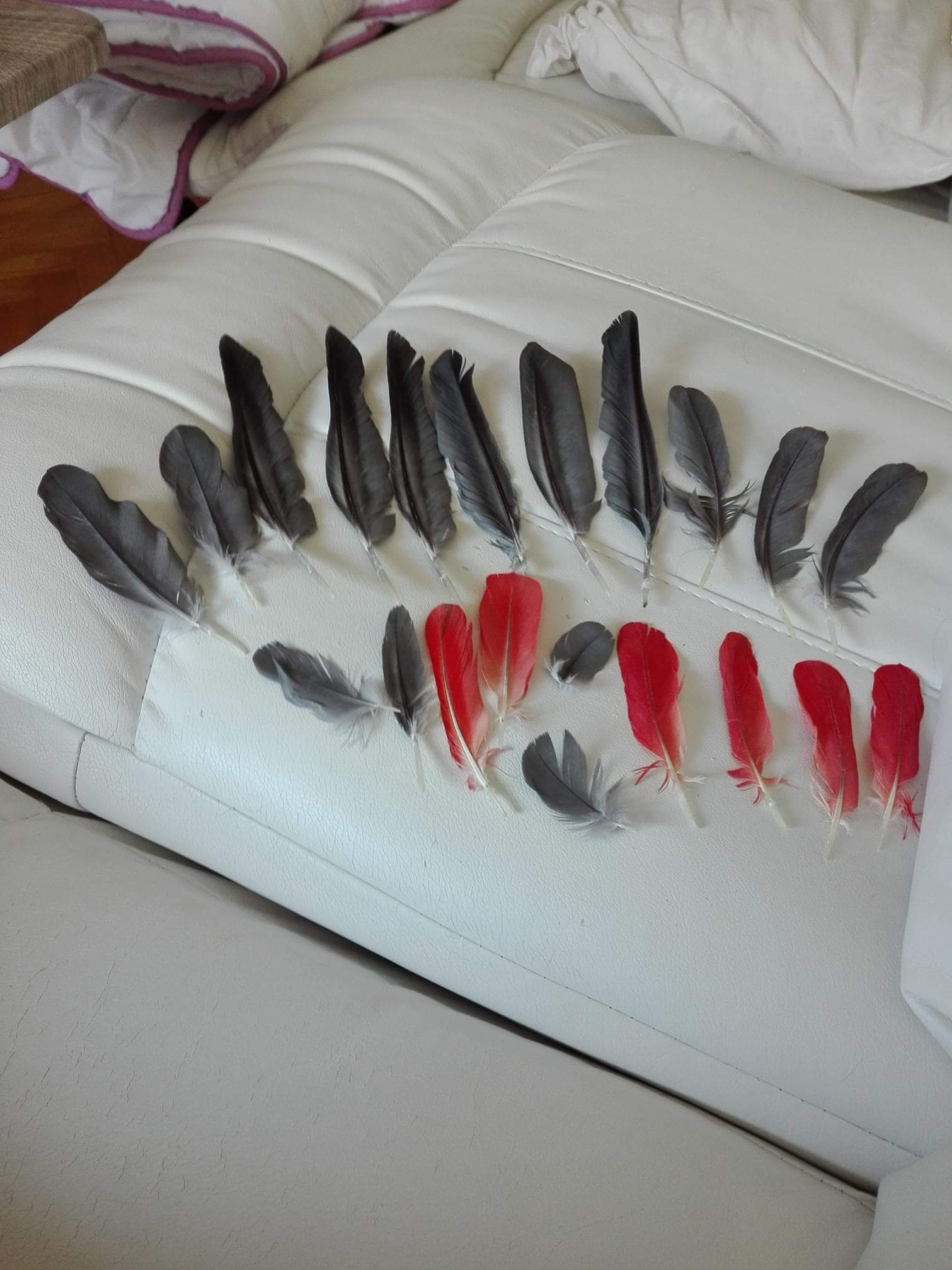 My African Grey feather collection r/PartyParrot