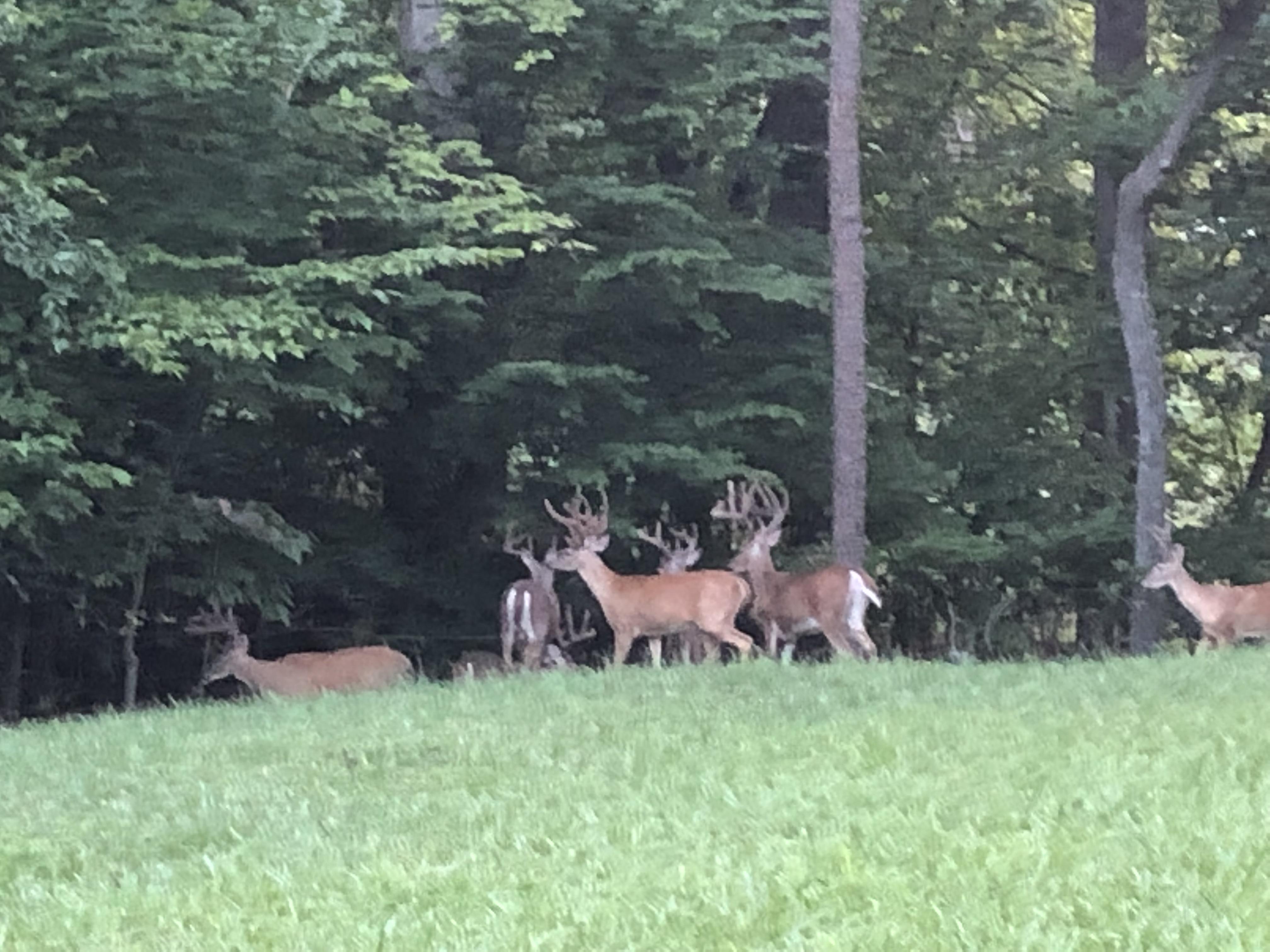 City deer. r/Hunting