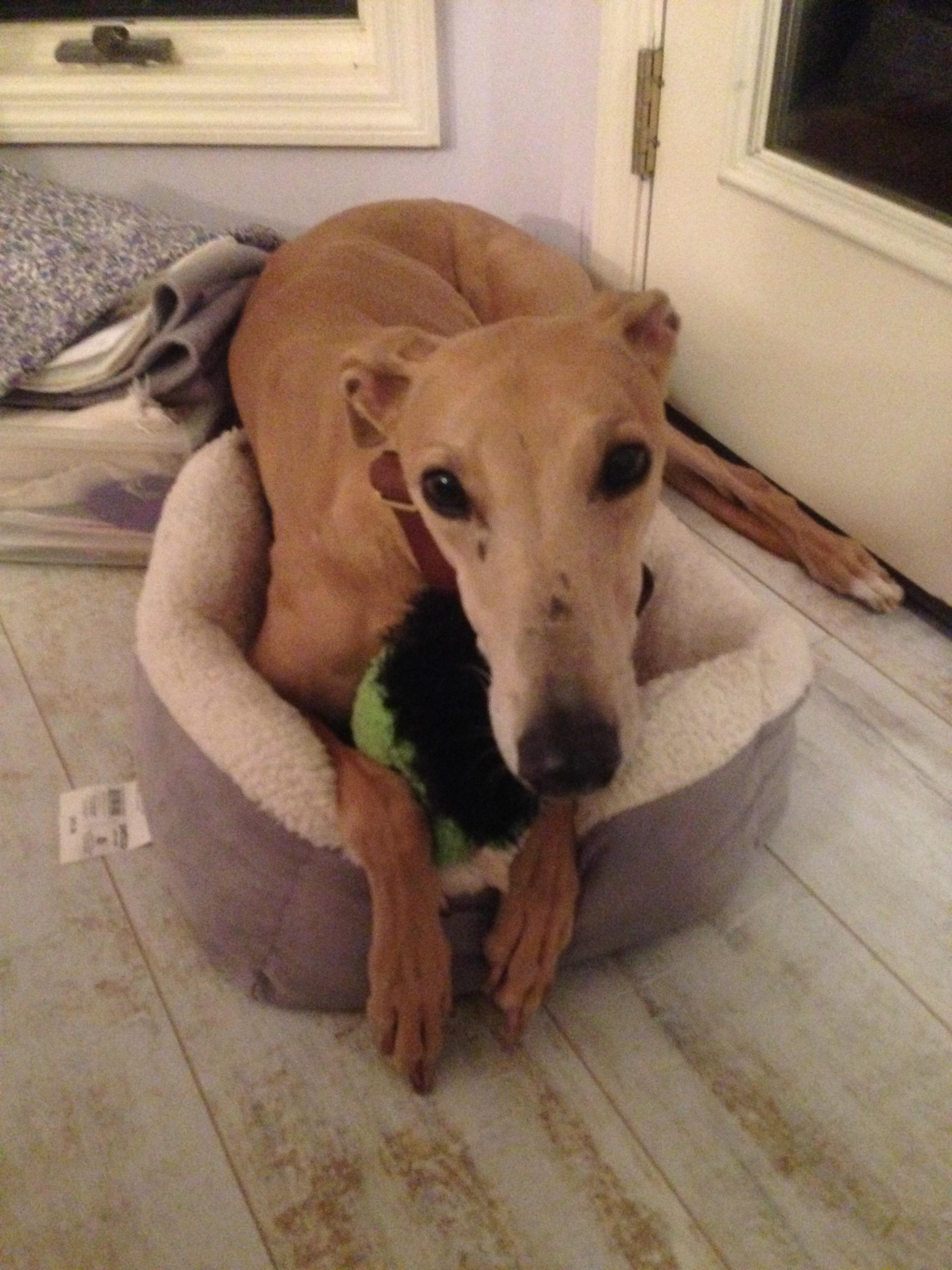 Do Italian Greyhounds Like To Swim