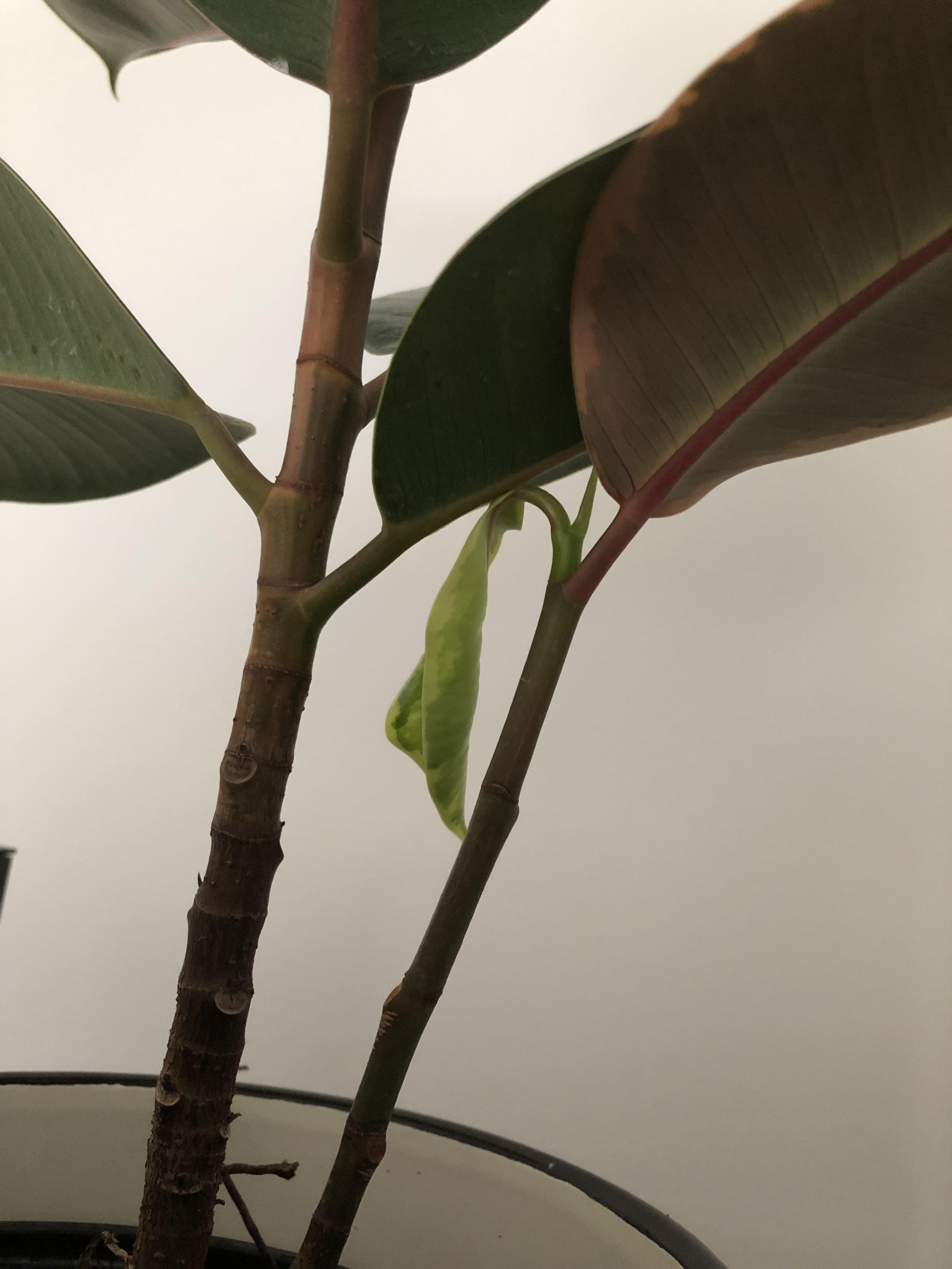 My rubber plant is growing into its own leaves! Should I remove the