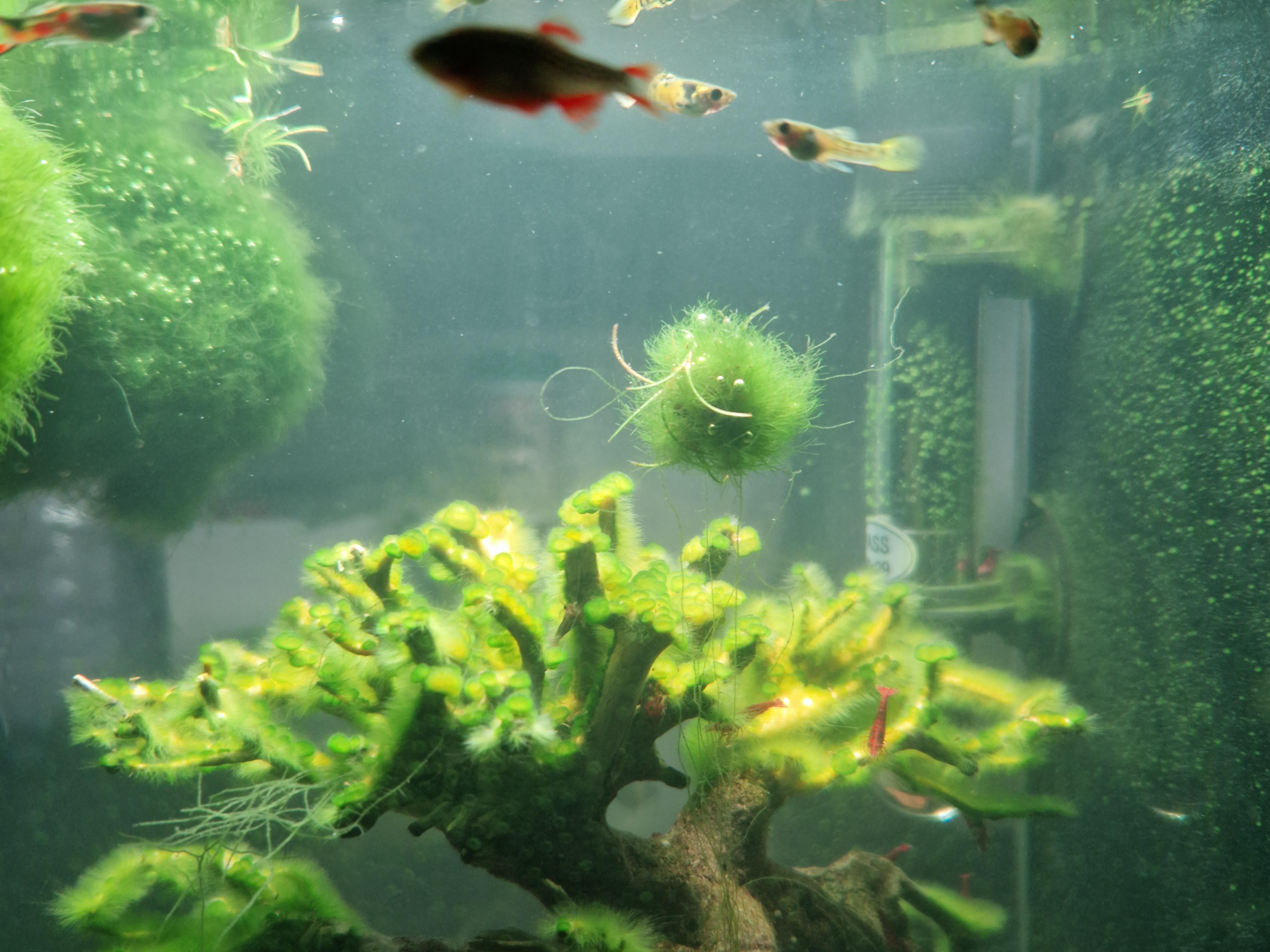 I wouldn't expect this, but is it possible that moss balls just