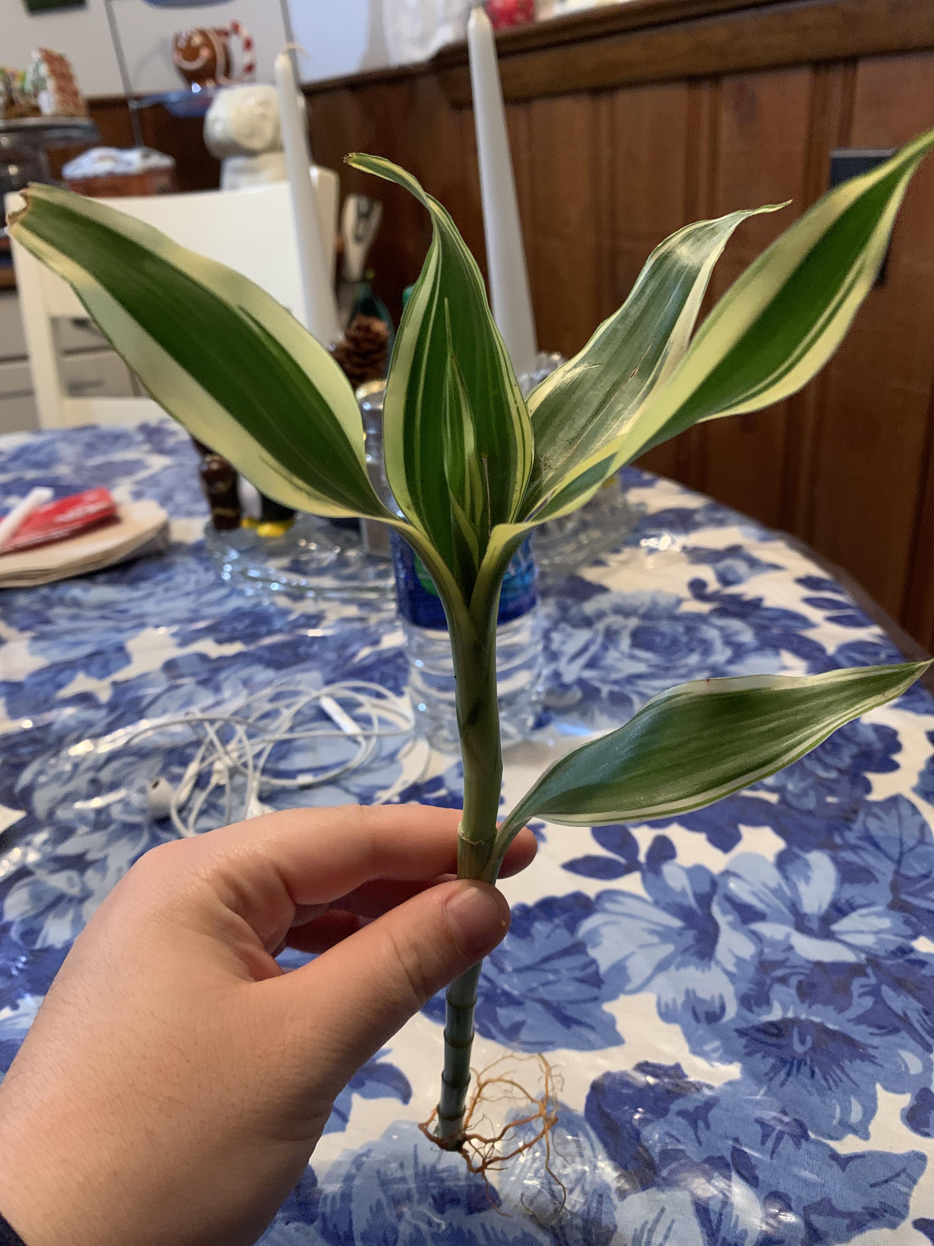Can Ribbon Plants Be Propagated In Any Way? Ex. Can I Cut The Base And