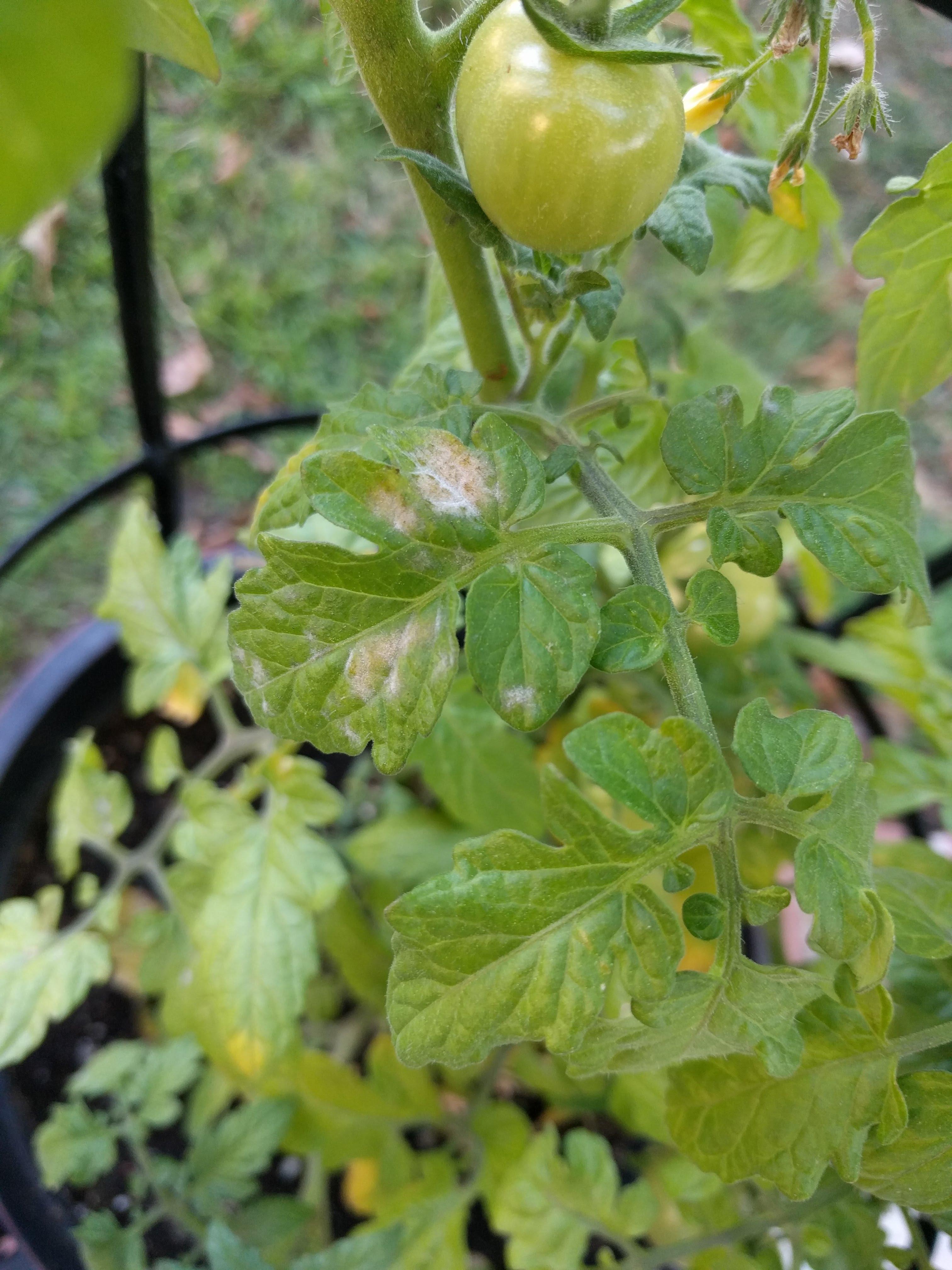 First tomato plant! What are those white spots on the leaves? Is there