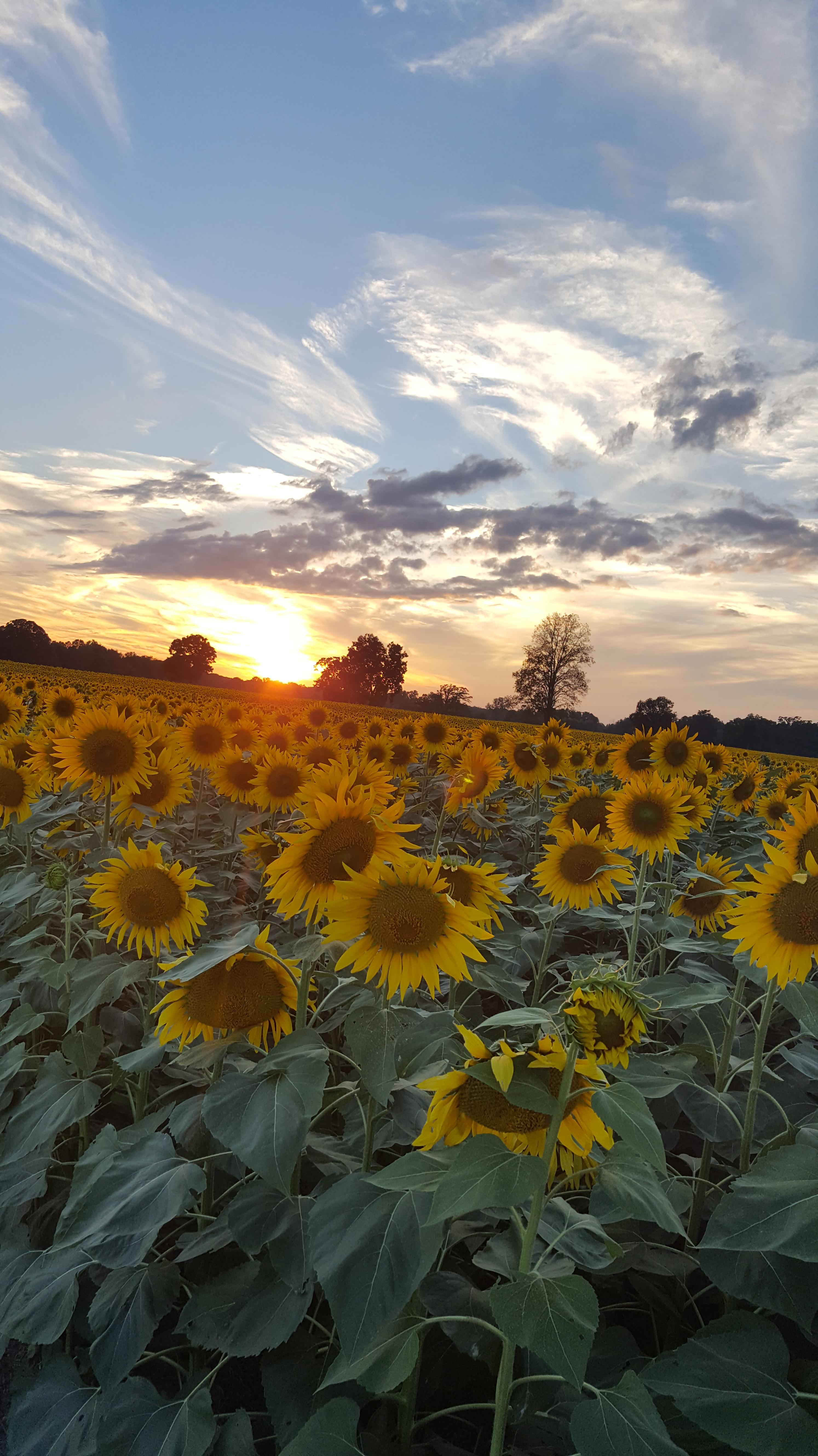 Sunflower field in Howell, Michigan [5312x2988] Nature/Landscape Pictures