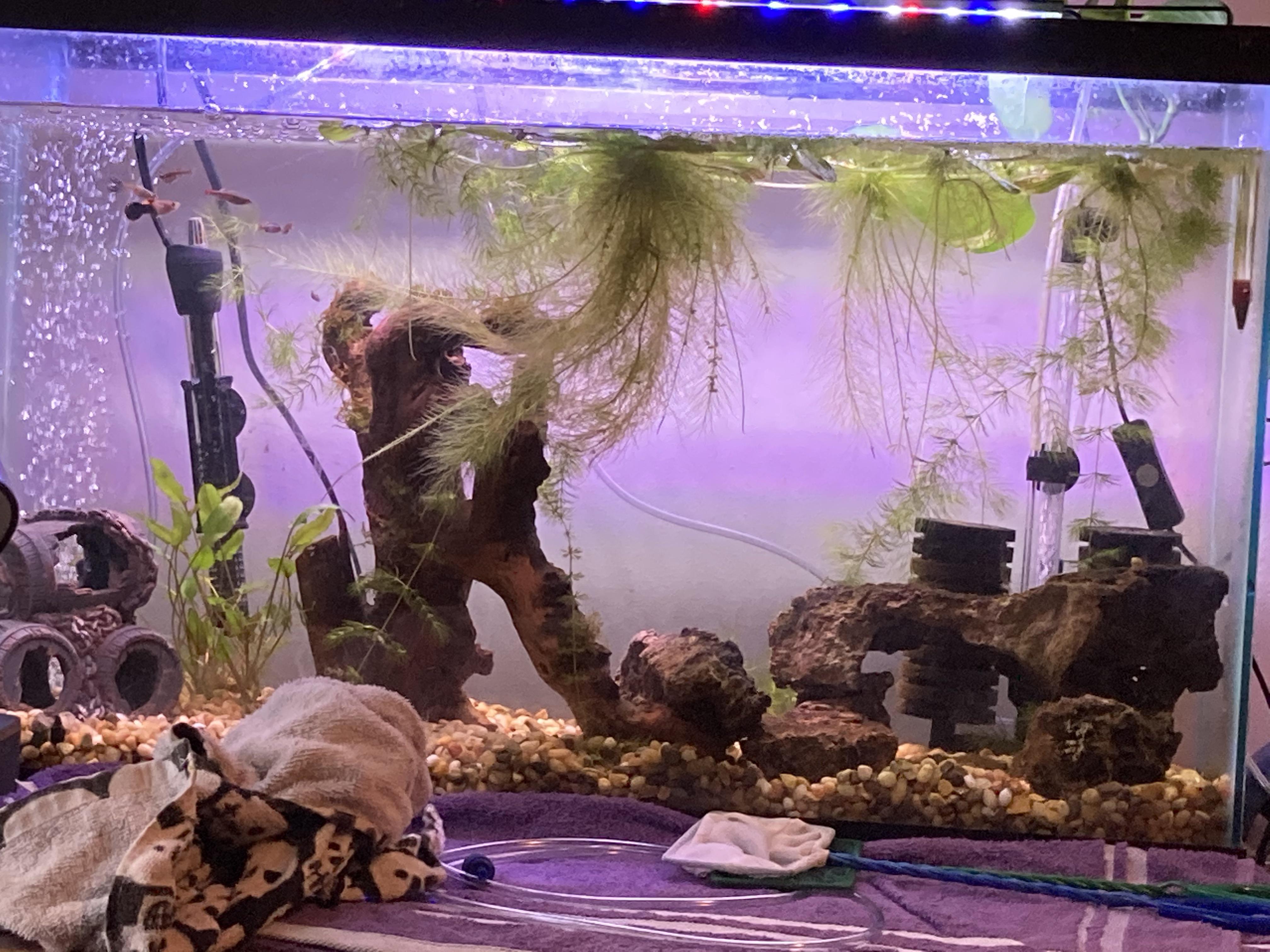 29 gallon tank, fish keep dying ( r/Aquariums