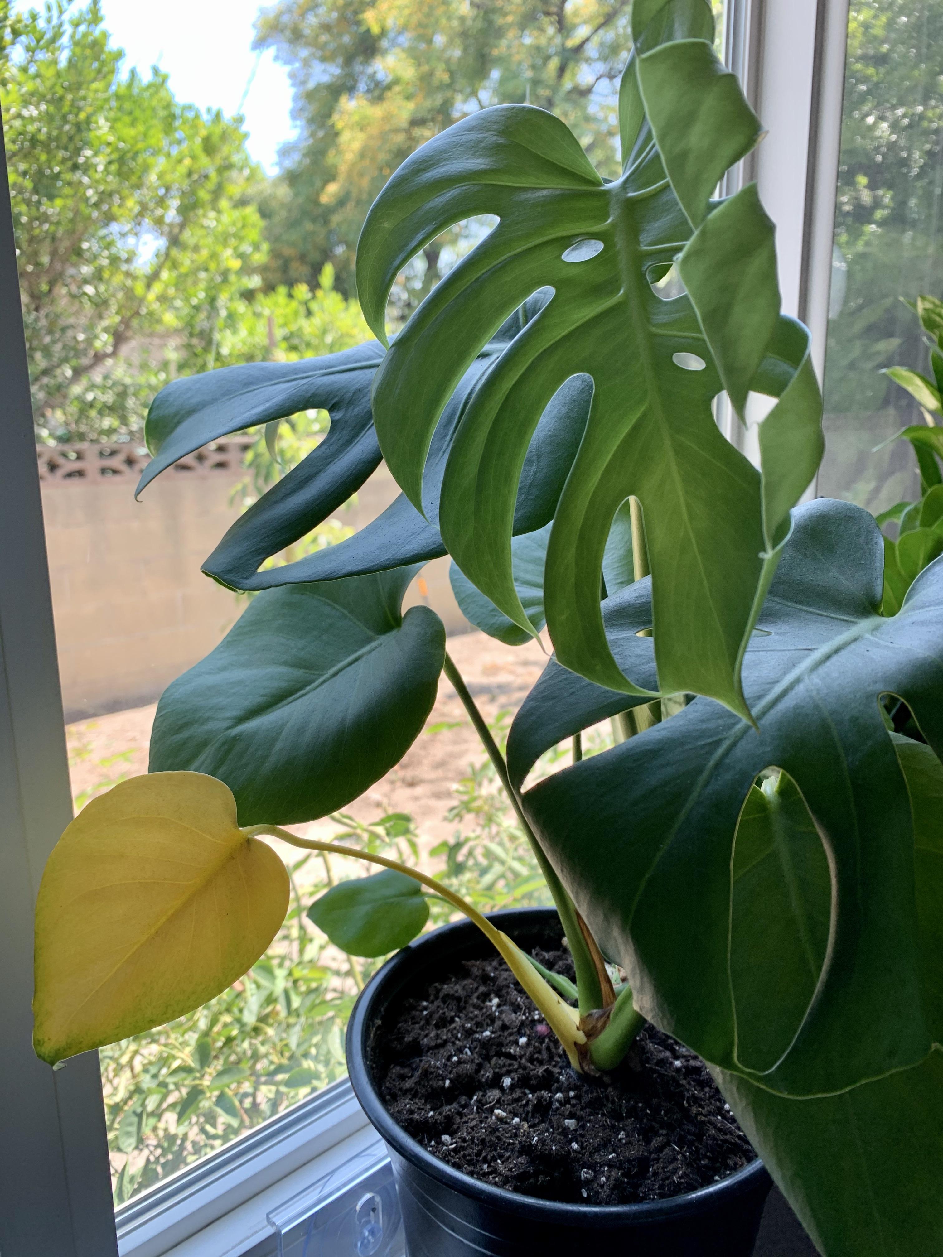 Should I trim this yellow leaf off my monstera? It just pushed out a