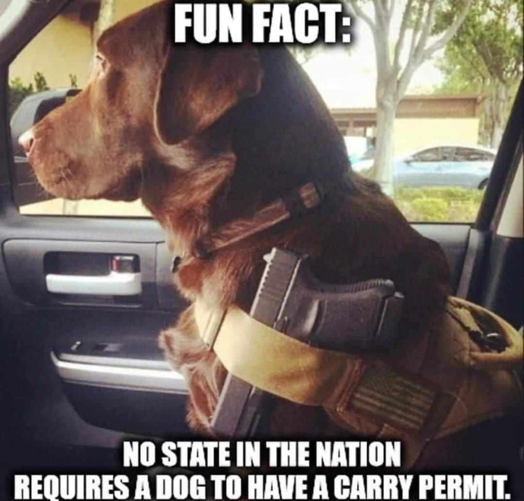 DOG FIGHTS THE ATF tacticalgear