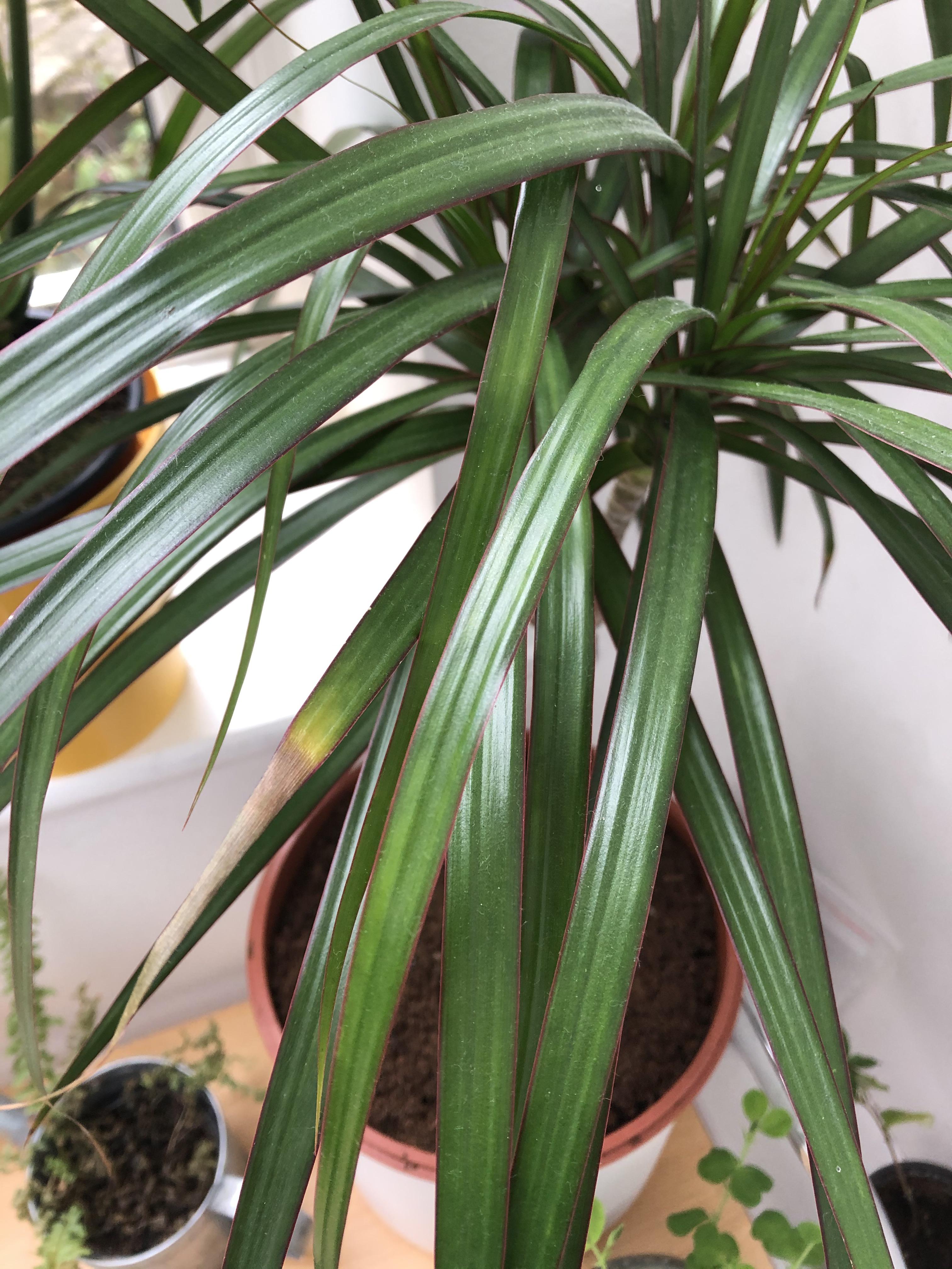 Dracaena Marginata Recently repotted as seemed root bound. The leaf tips are crisping and