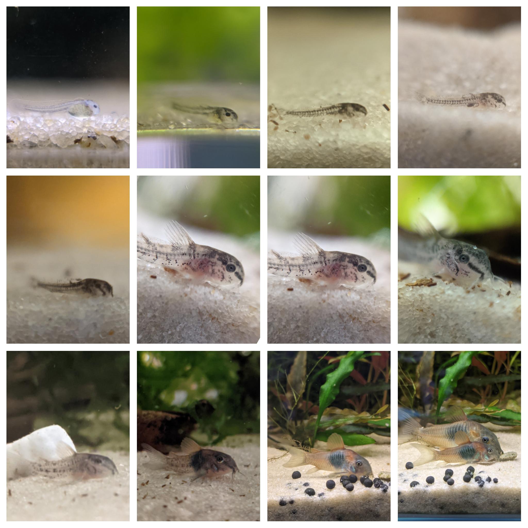 Is it normal my cory cats eat all those melted plants? corydoras