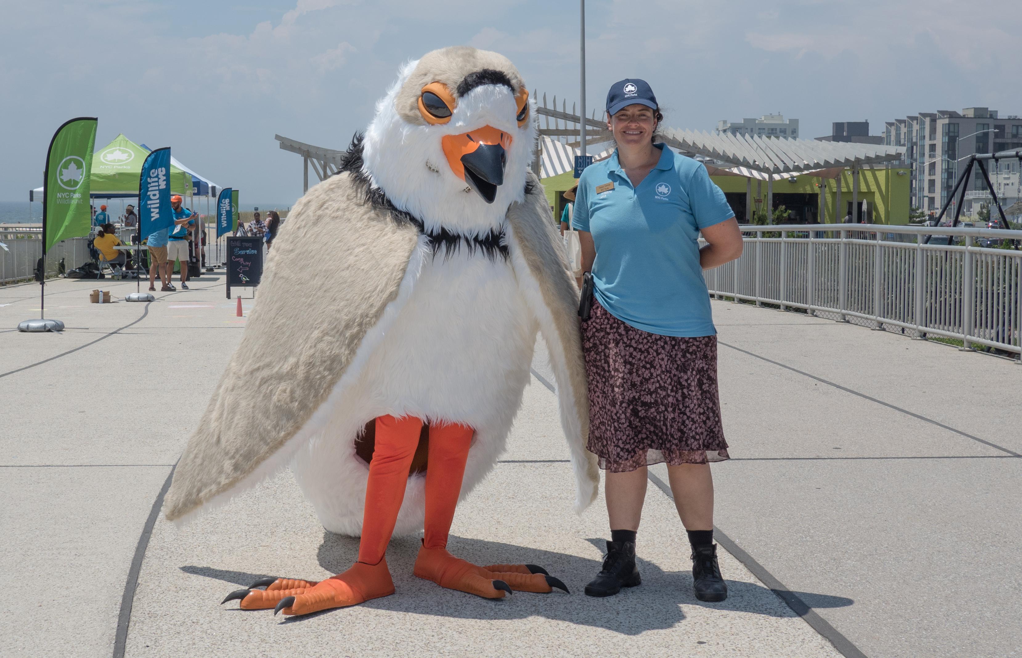 Piping plover spotted at a piping plover conservation event in Queens