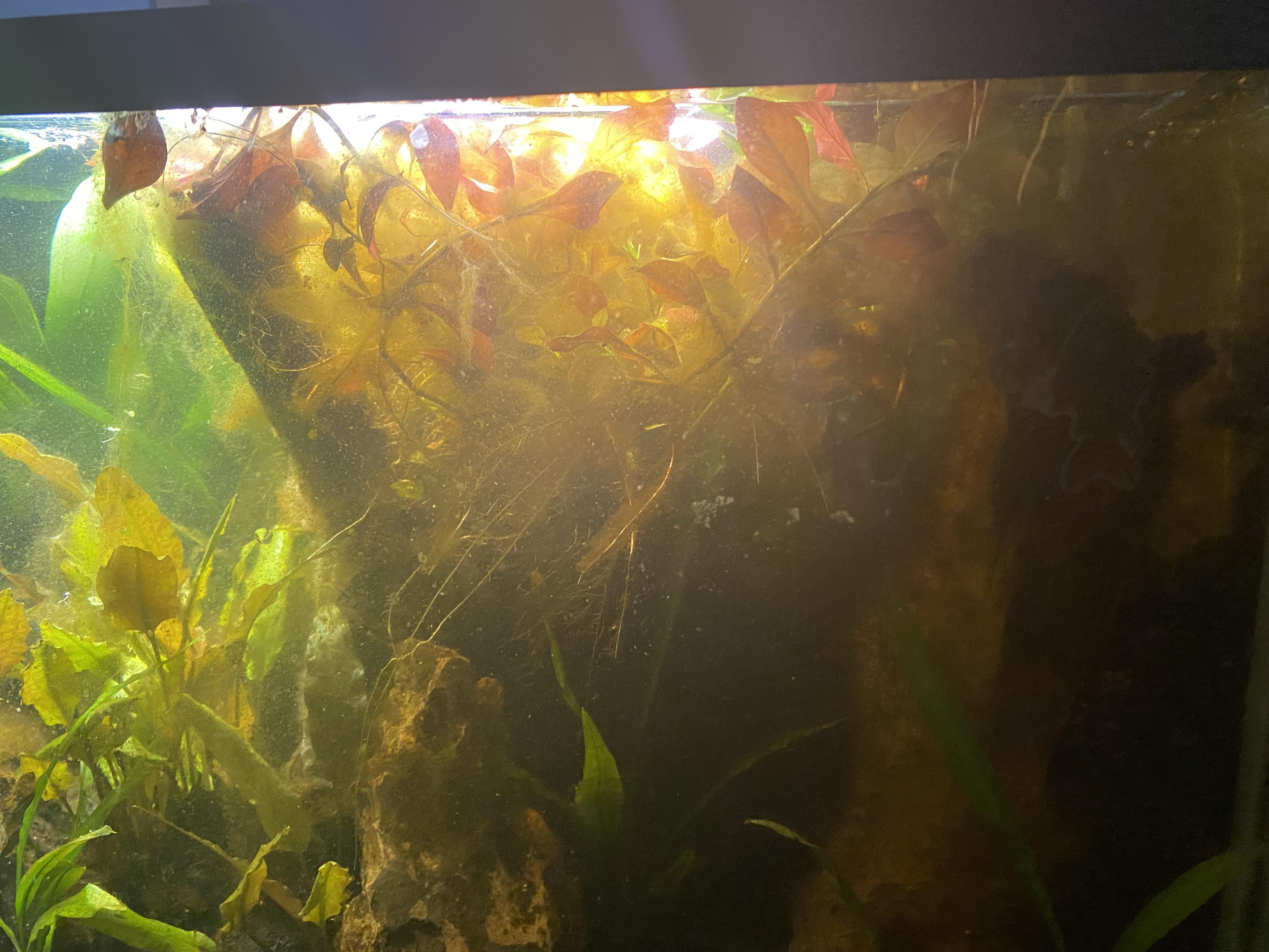 Anything that I can get to eat the hair algae? I’ve tried stabilizing