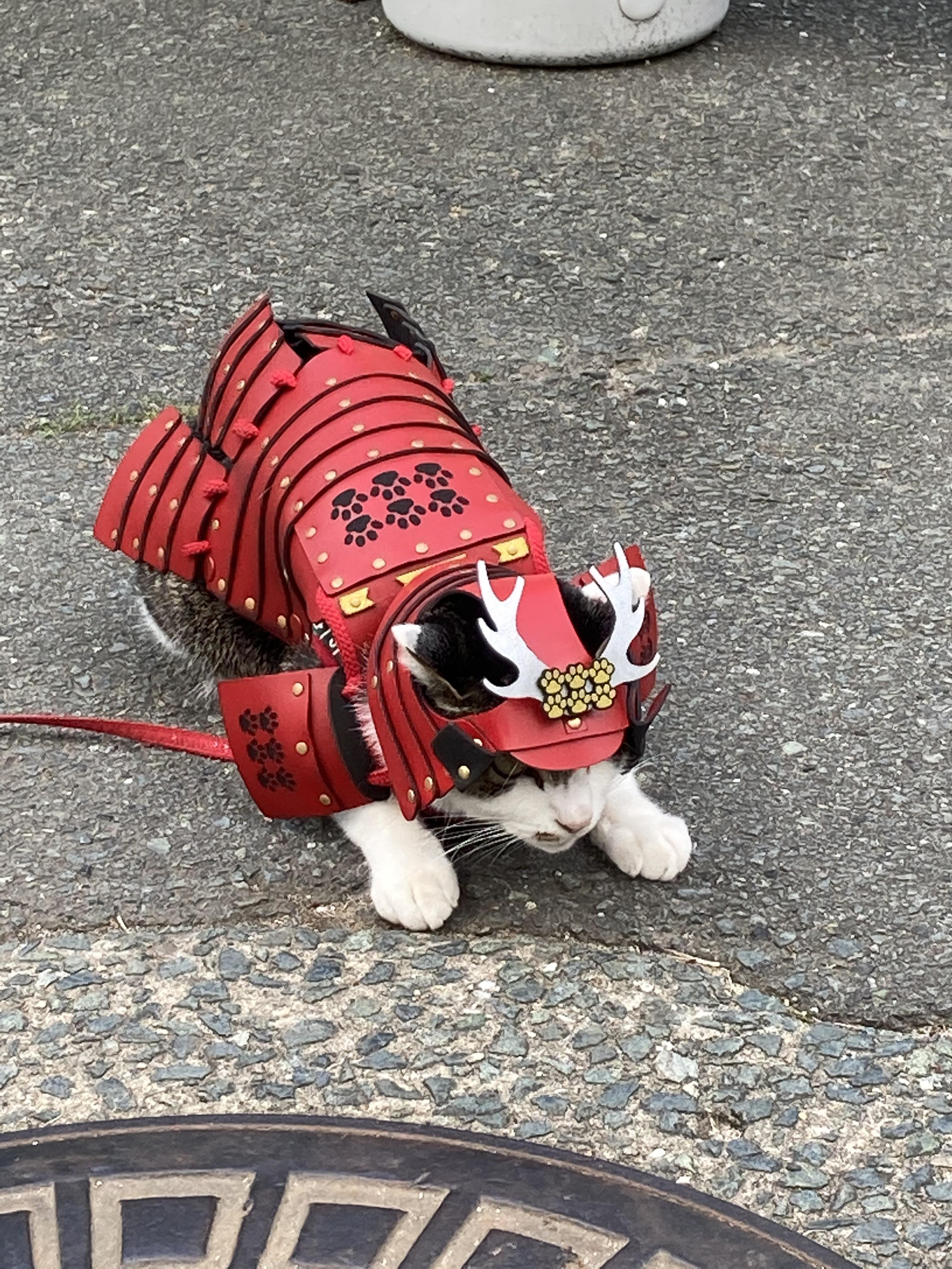 The coolest cat in Japan r/pics