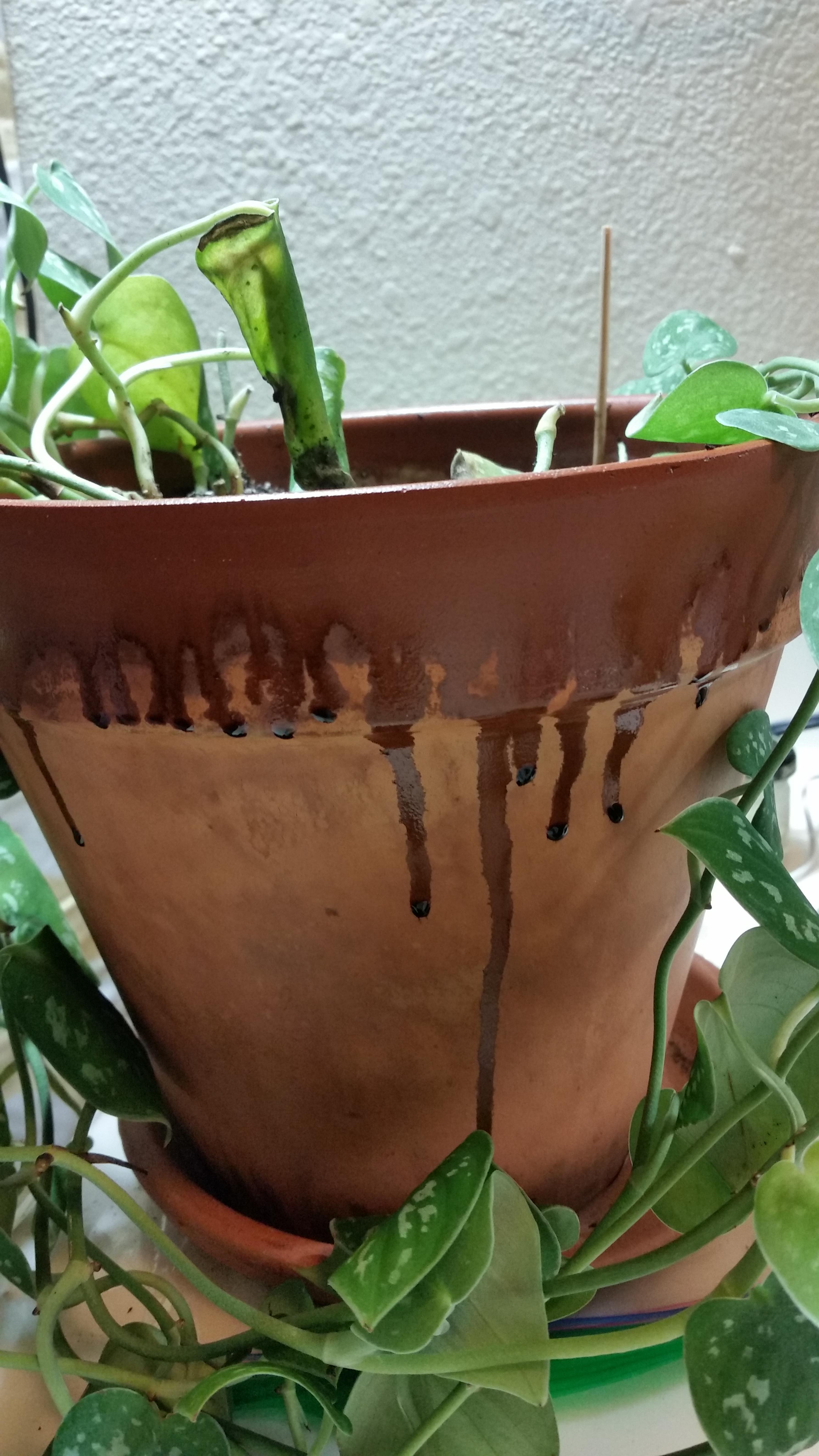 What is this dripping from my terra cotta pot? (info in comments) r