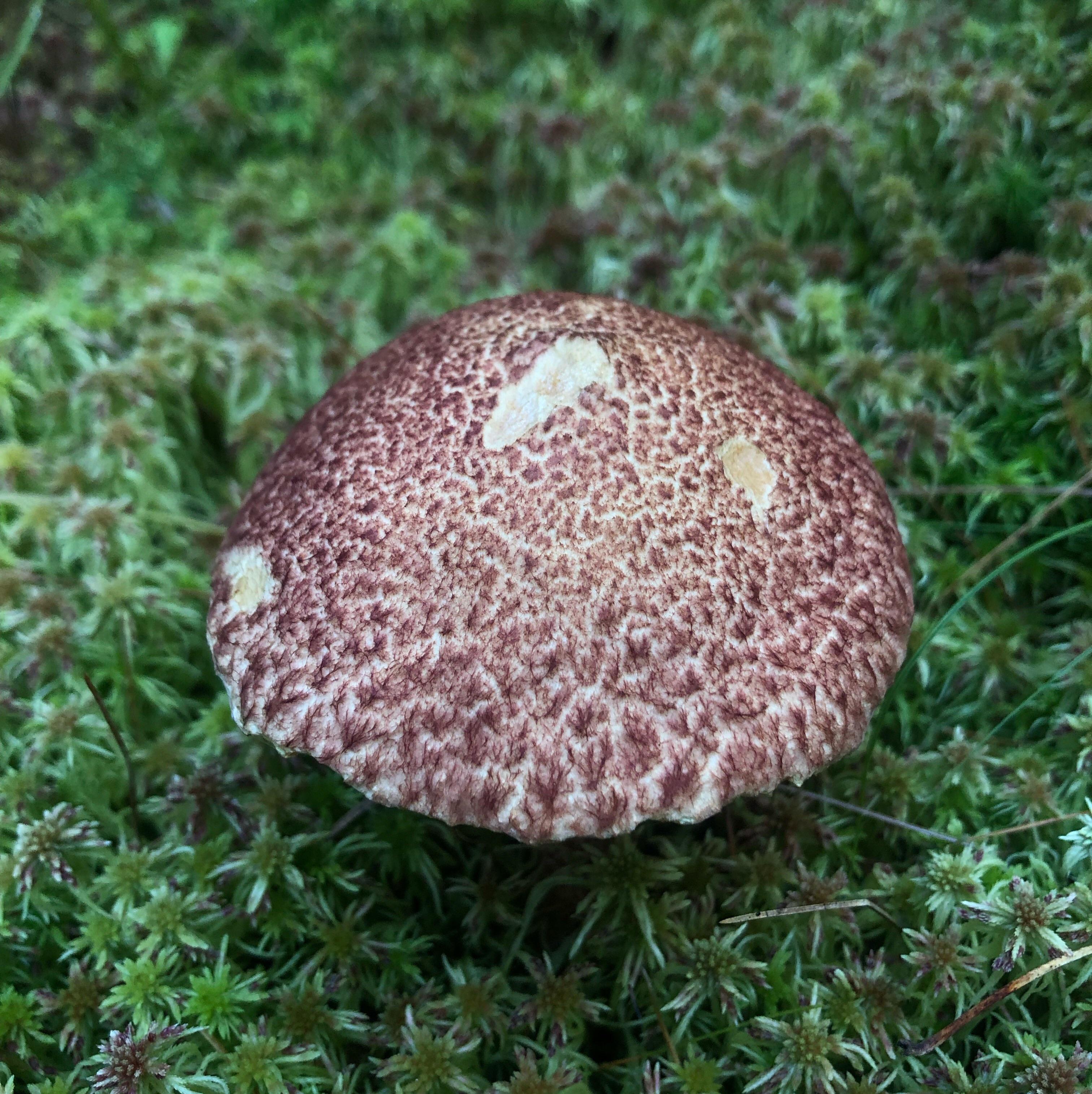 Shaggy Cap Mushroom r/mycology