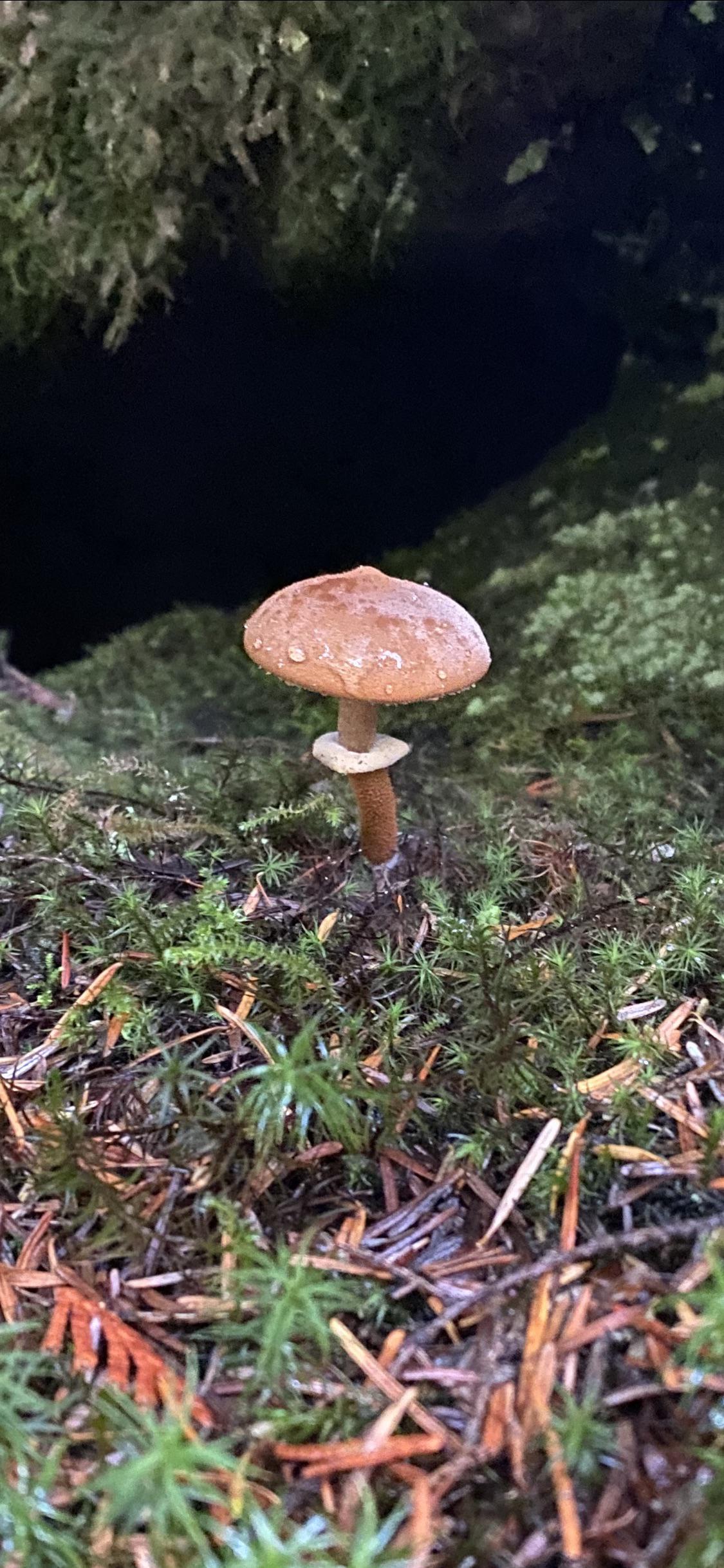 Just a mushroom I found hiking in Oregon. r/Mushrooms