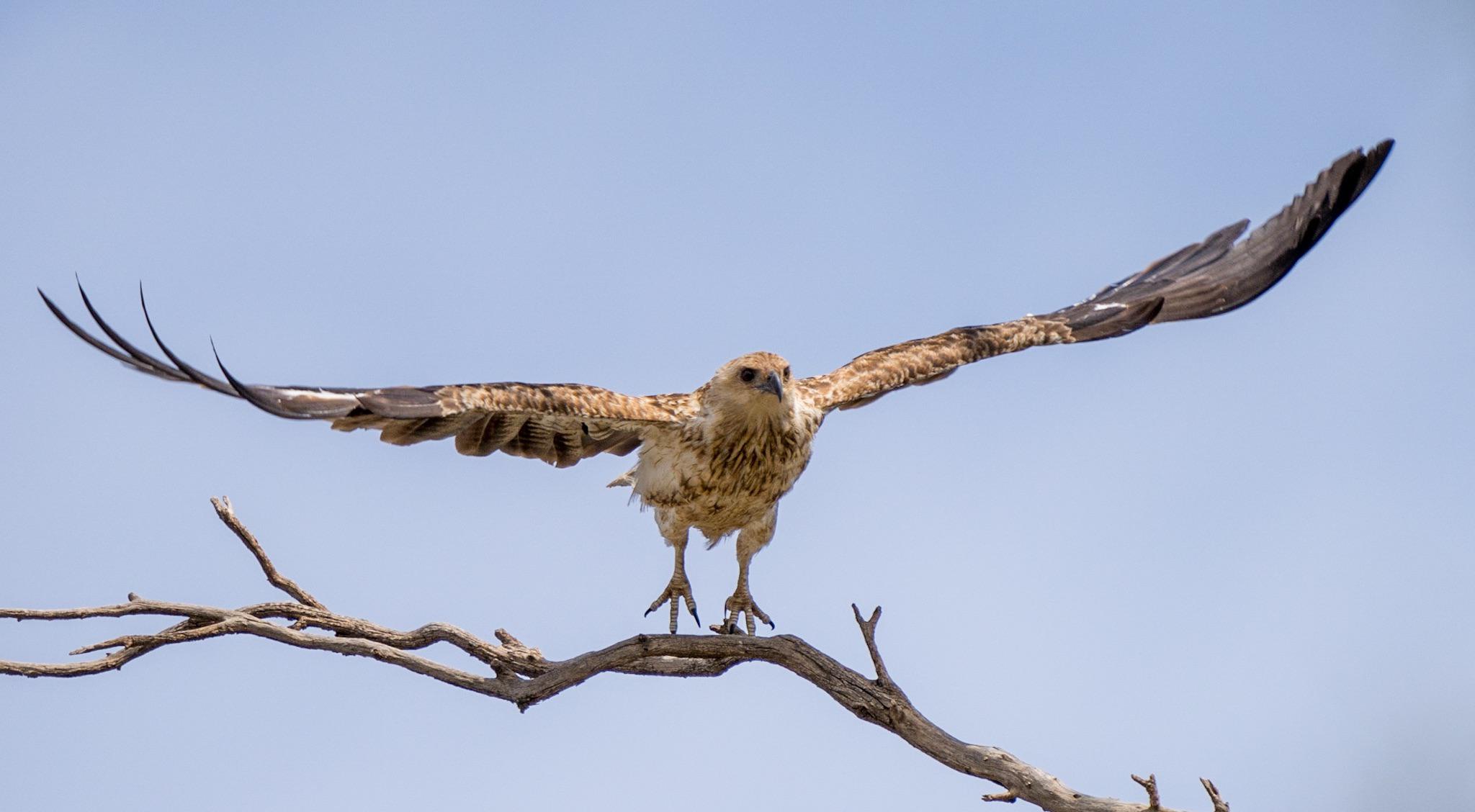An amazing Whistling Kite leaving its perch in search of food r/birdsofprey