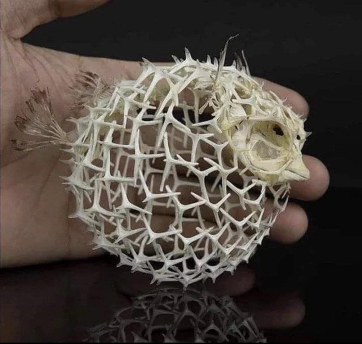 🔥 Pufferfish Skeleton r/NatureIsFuckingLit