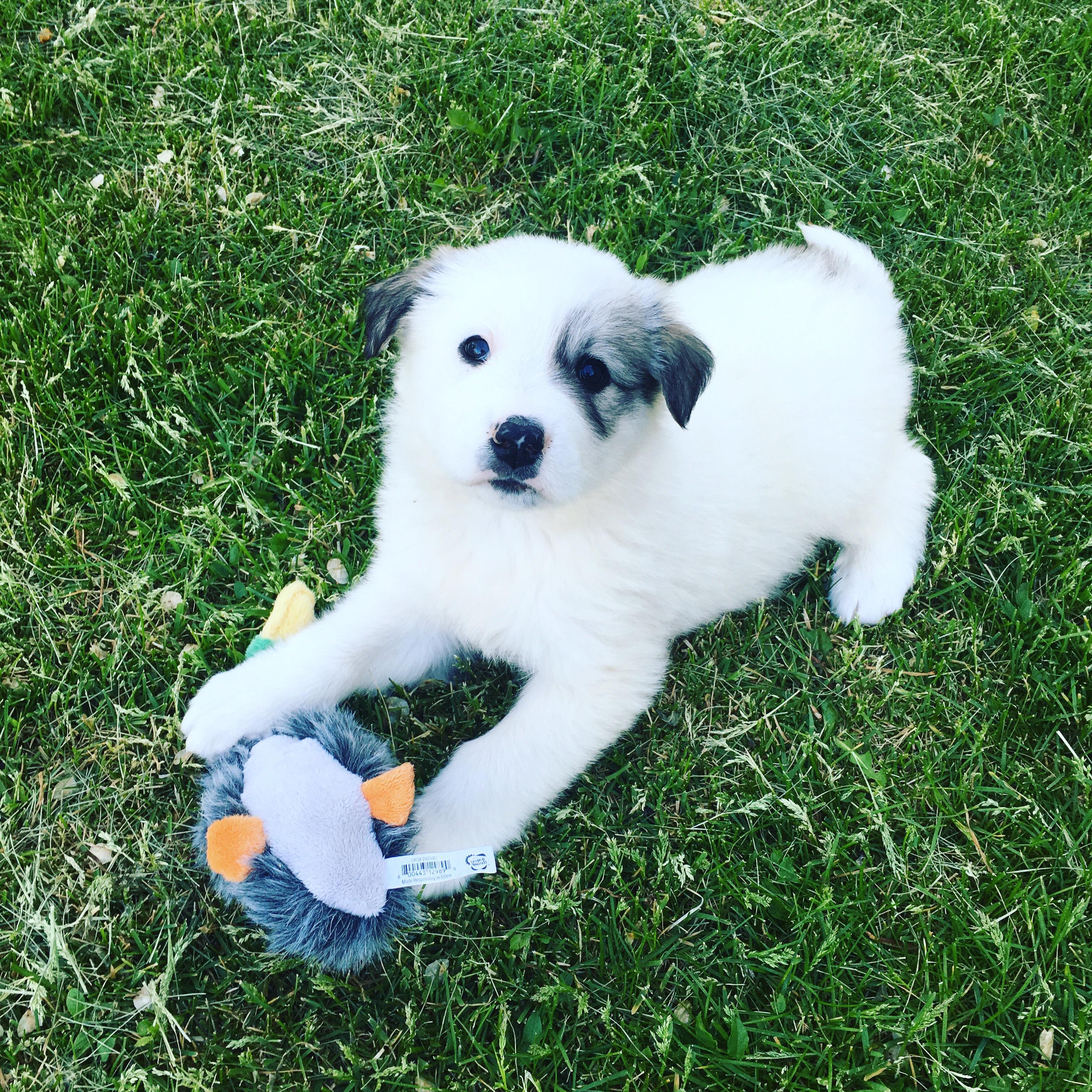 Our Great Pyrenees/Anatolian shepherd mix. His name is