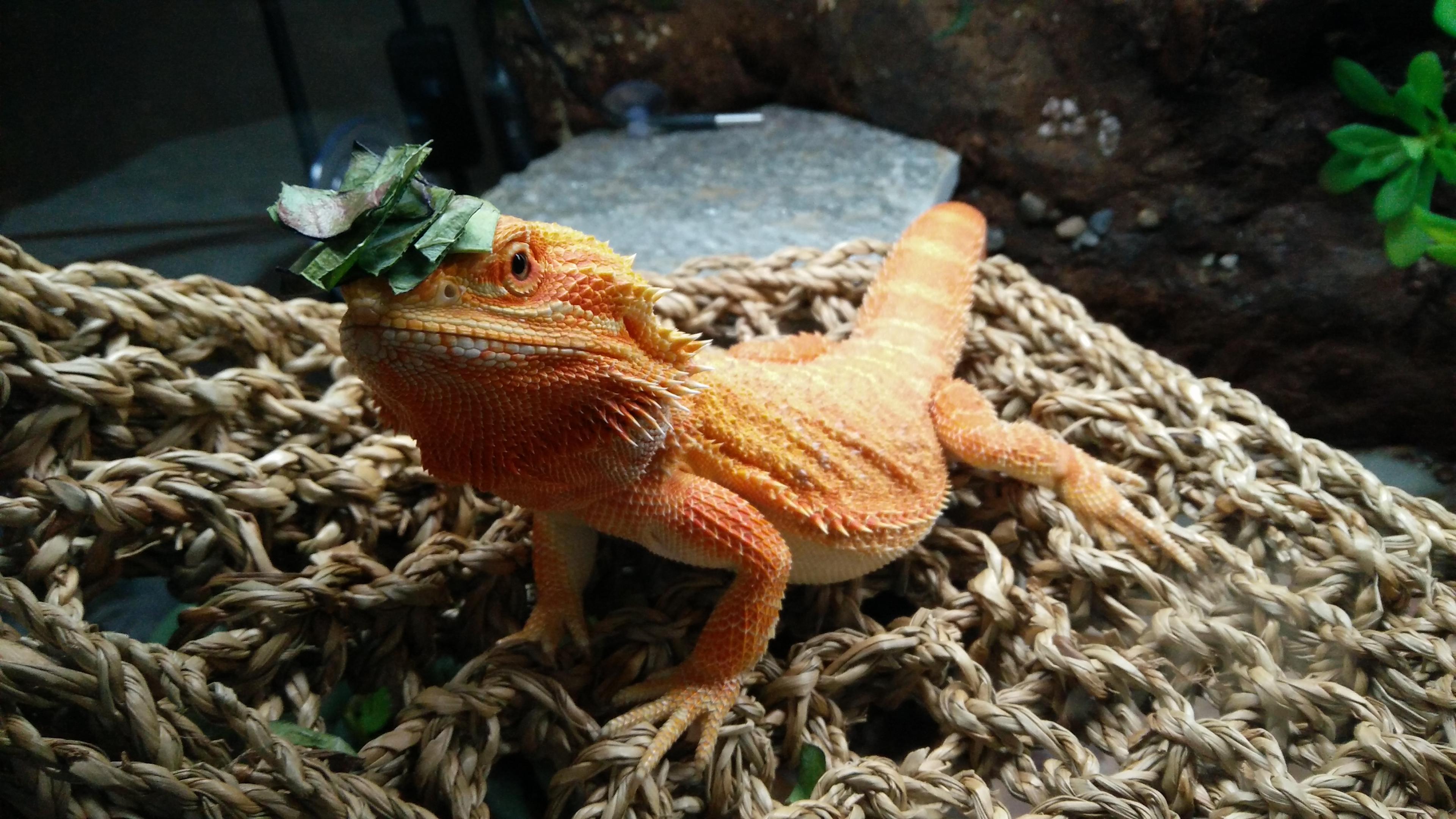 Marmaduke looking fancy in his collard greens hat r/BeardedDragons