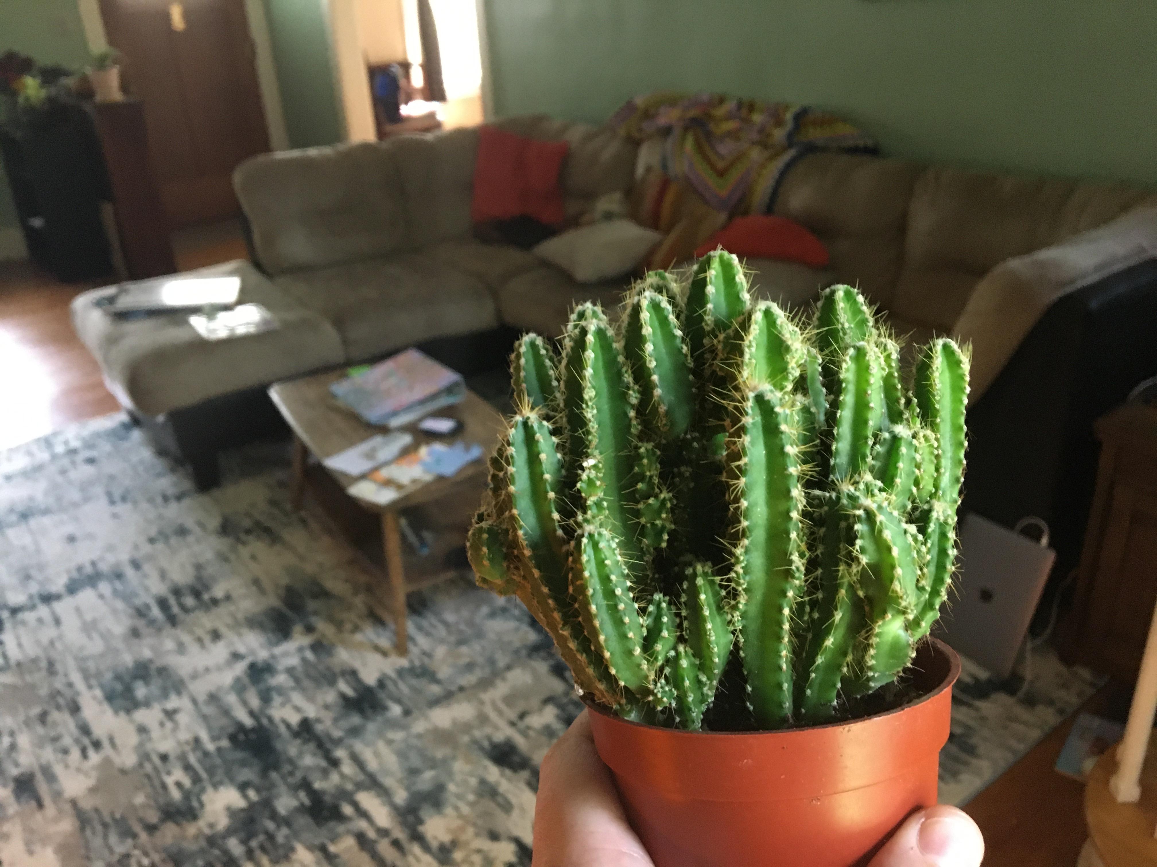 My first cactus. Rescued it from Walmart yesterday. Had two purple