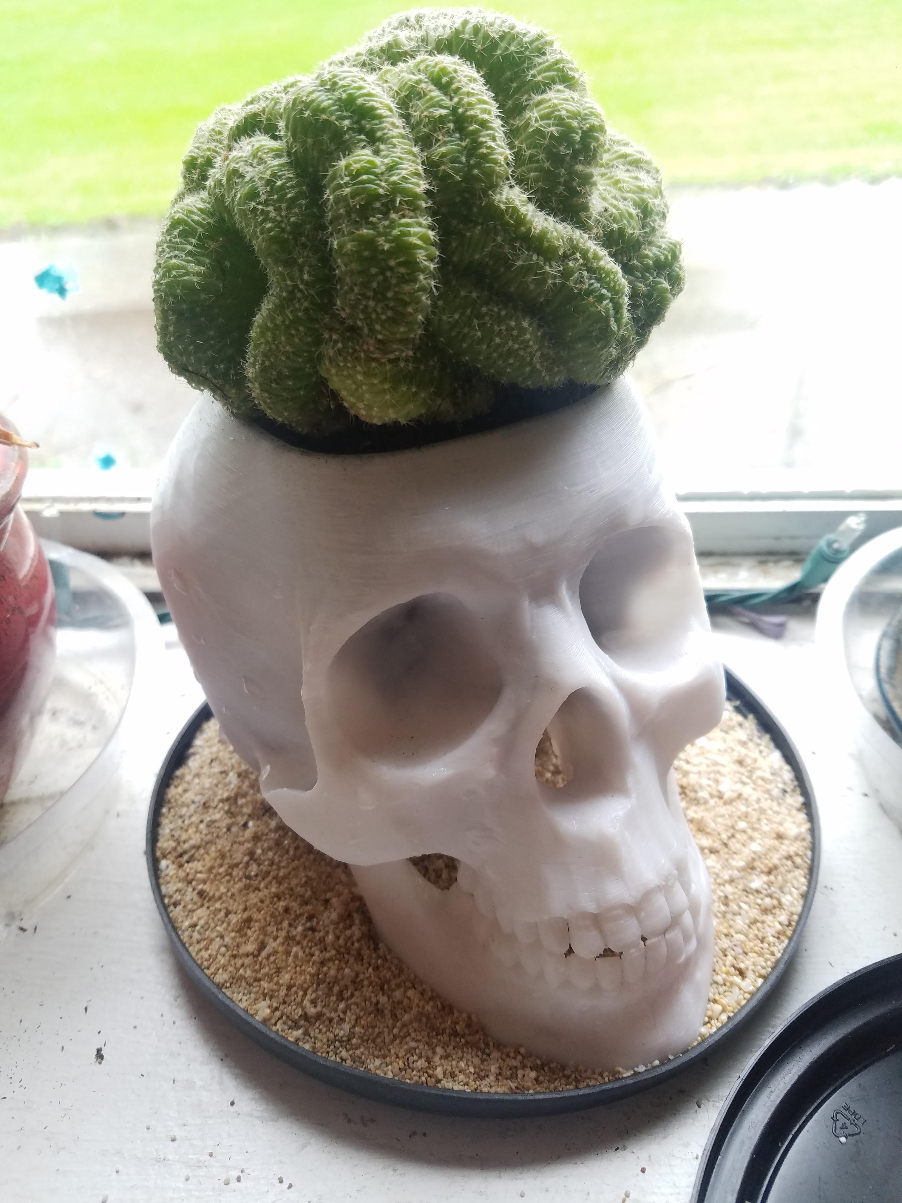 Skull planter with a brain cactus. r/succulents