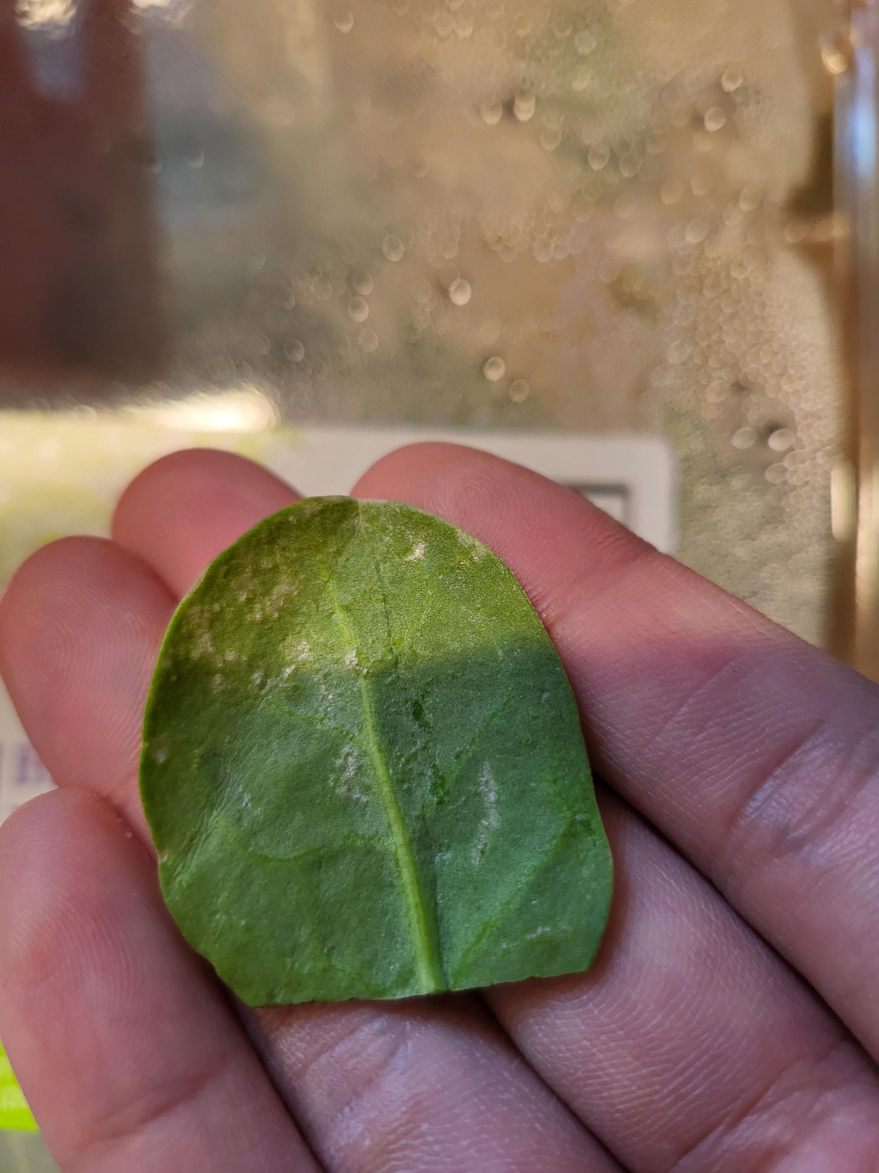 All of my spinach has a weird white film on it r/farming