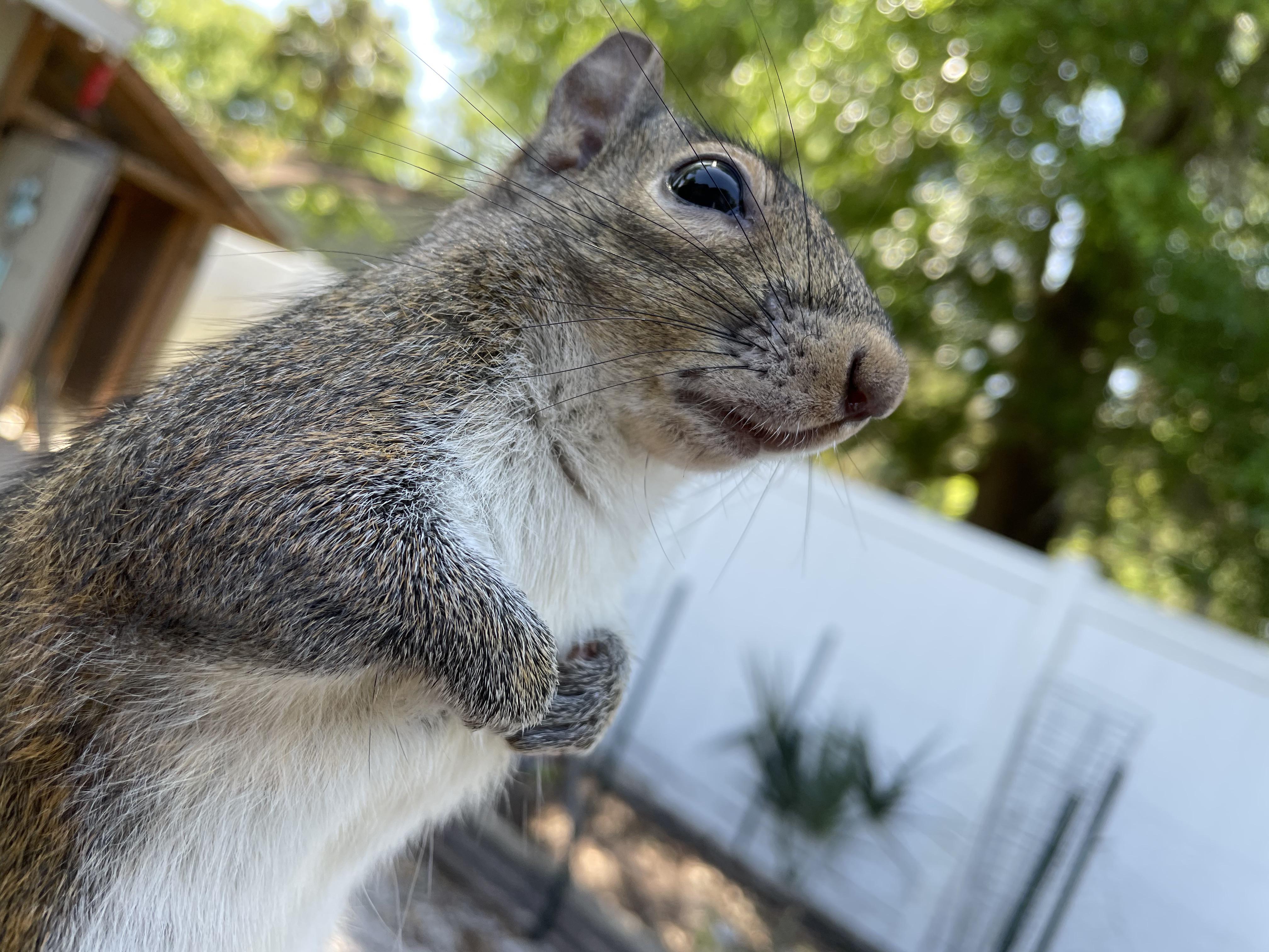 The new film from Squirrel Studios squirrels