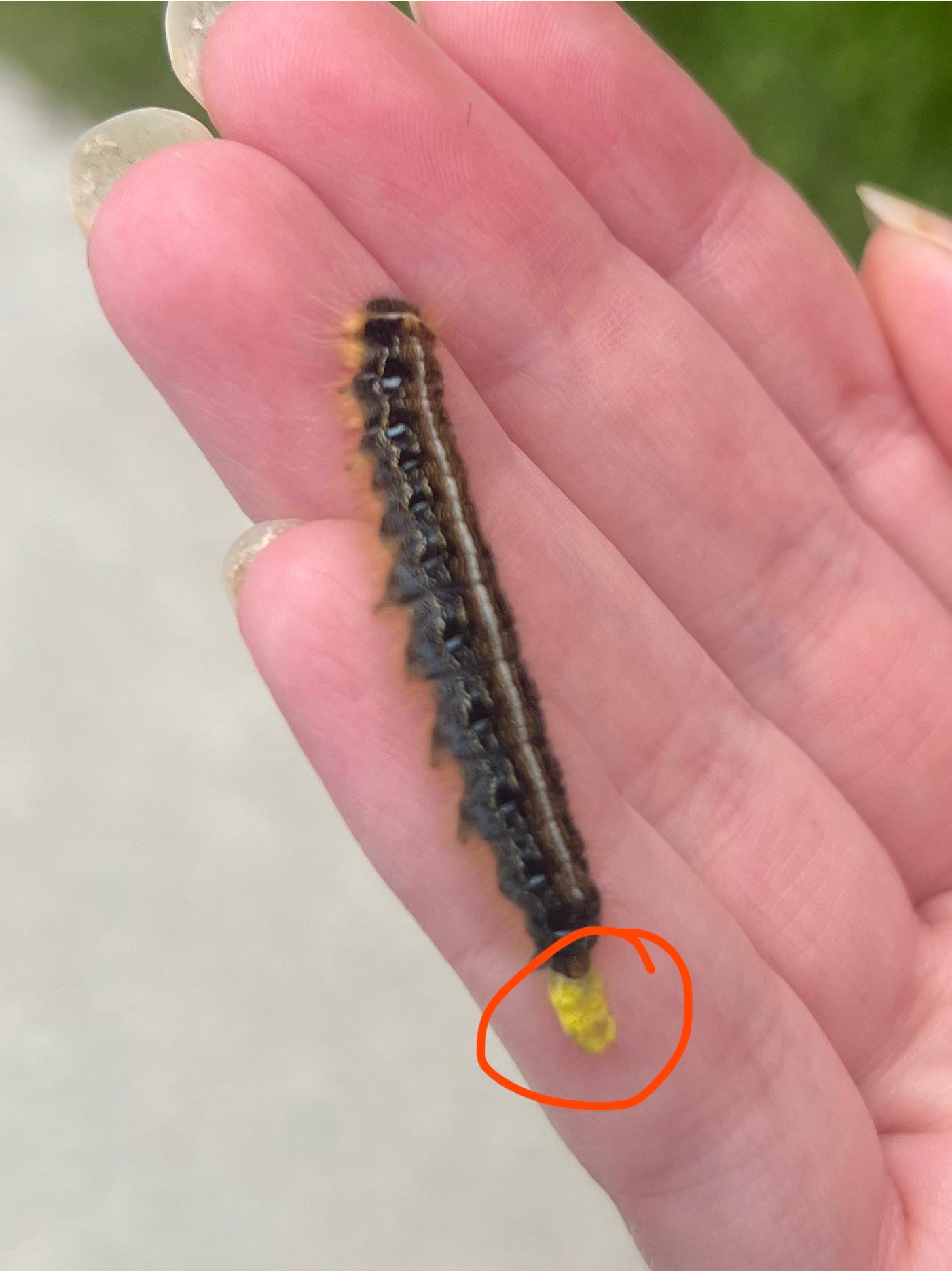 Caterpillars, clearly