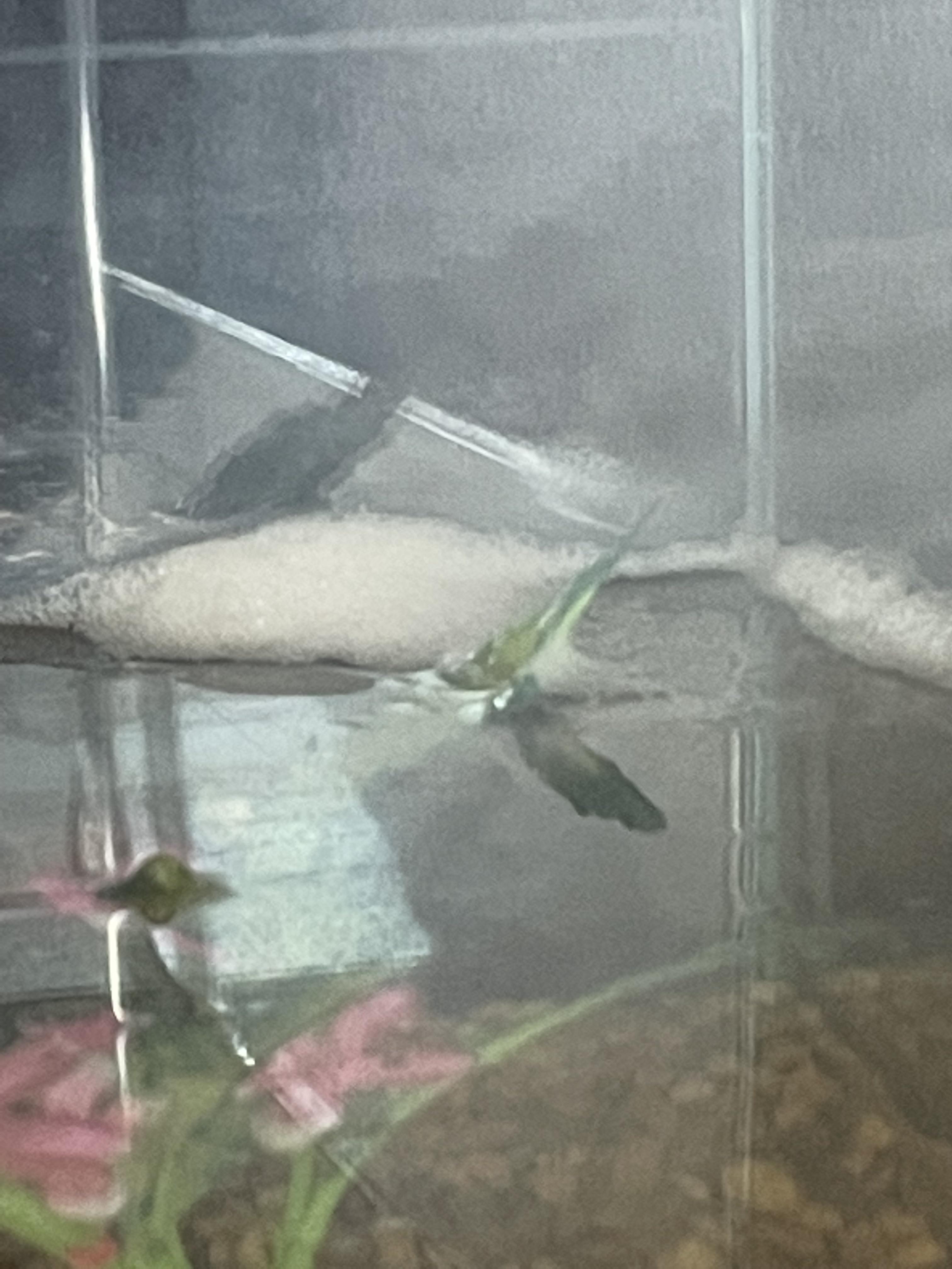 Why is my tank foamy? r/Aquariums