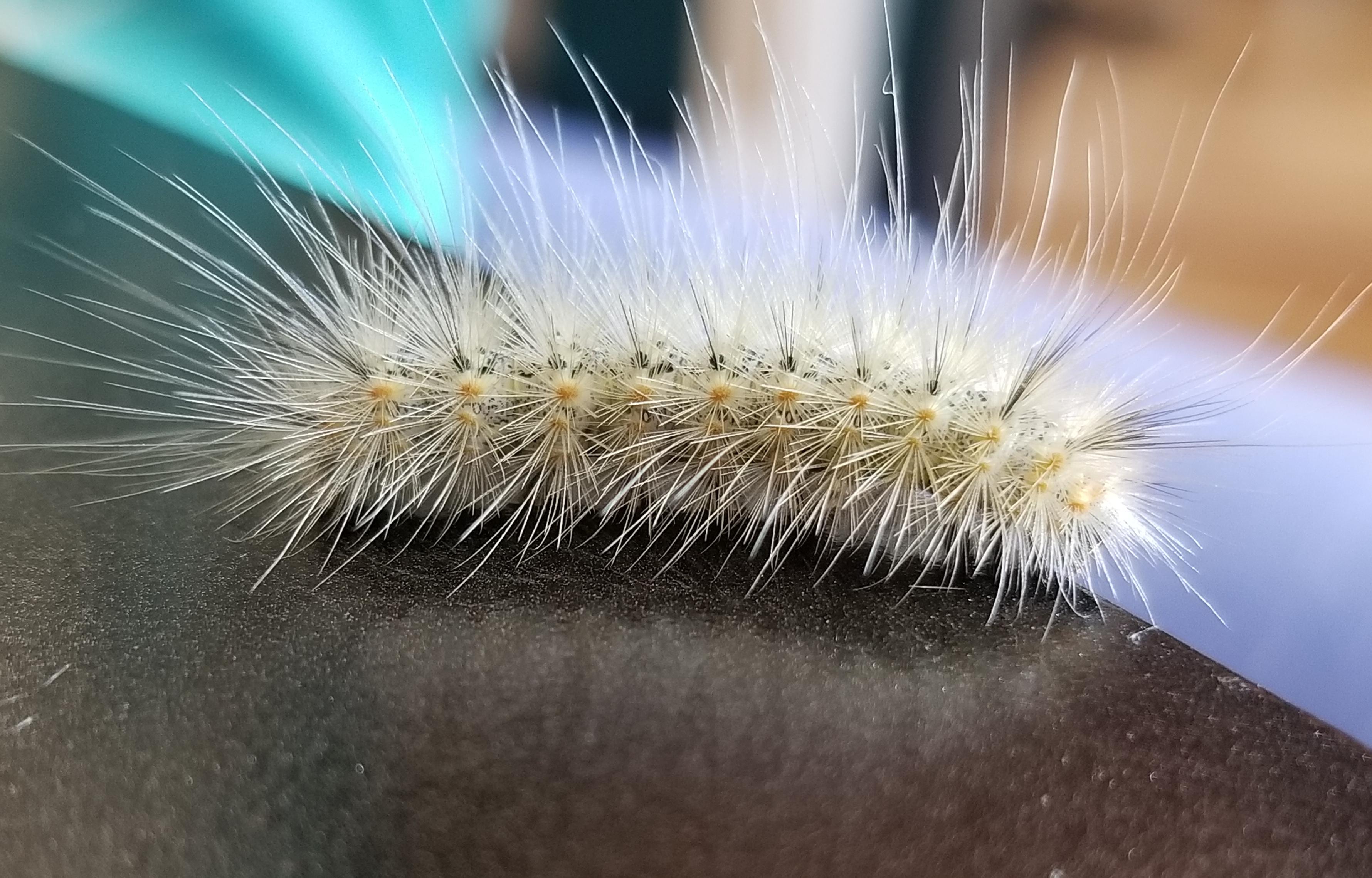 What kind? Eating sunflower leaves. MI, USA r/whatsthisbug