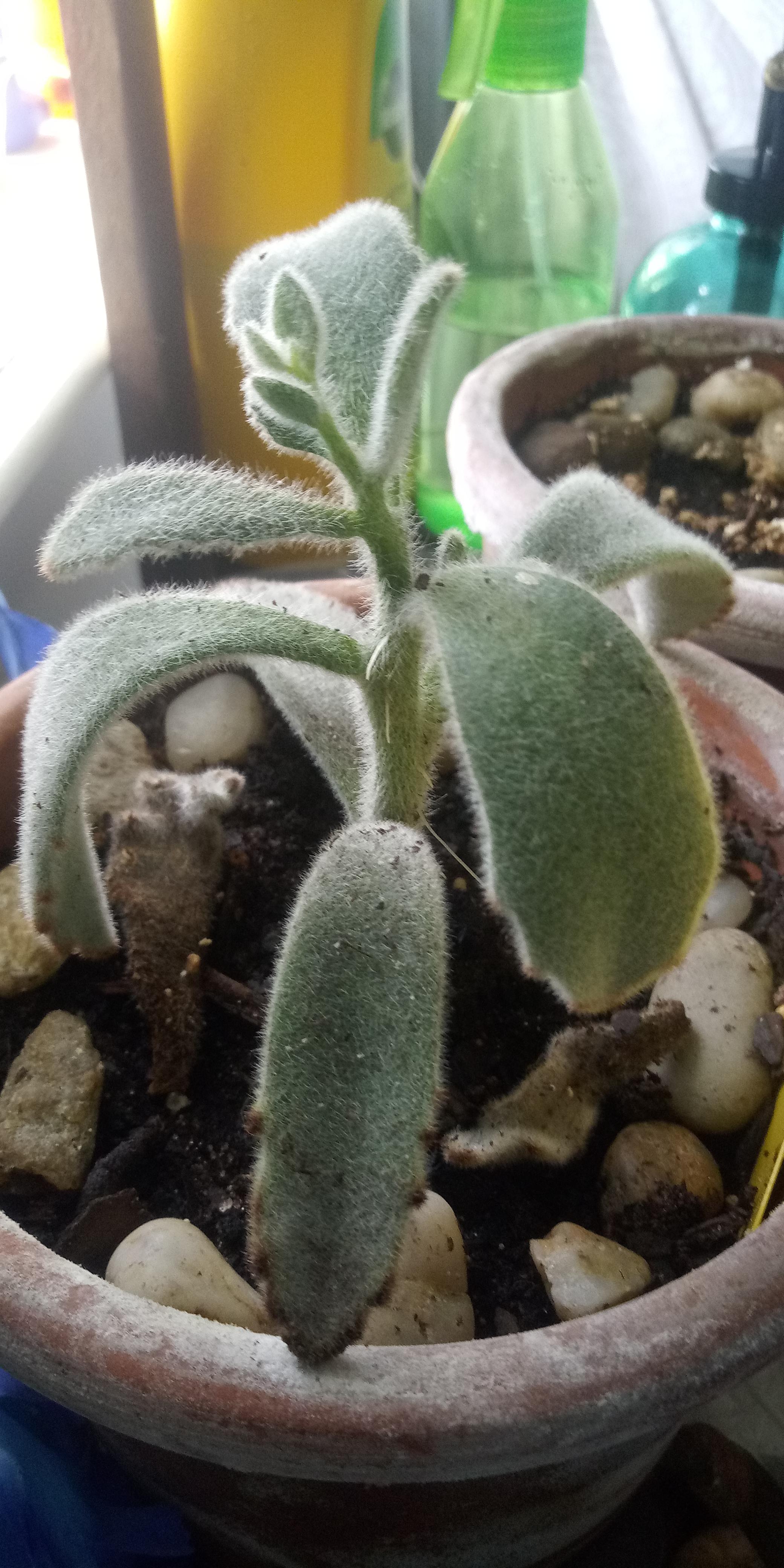 My panda plant has kinda droopy leaves and is also growing weird