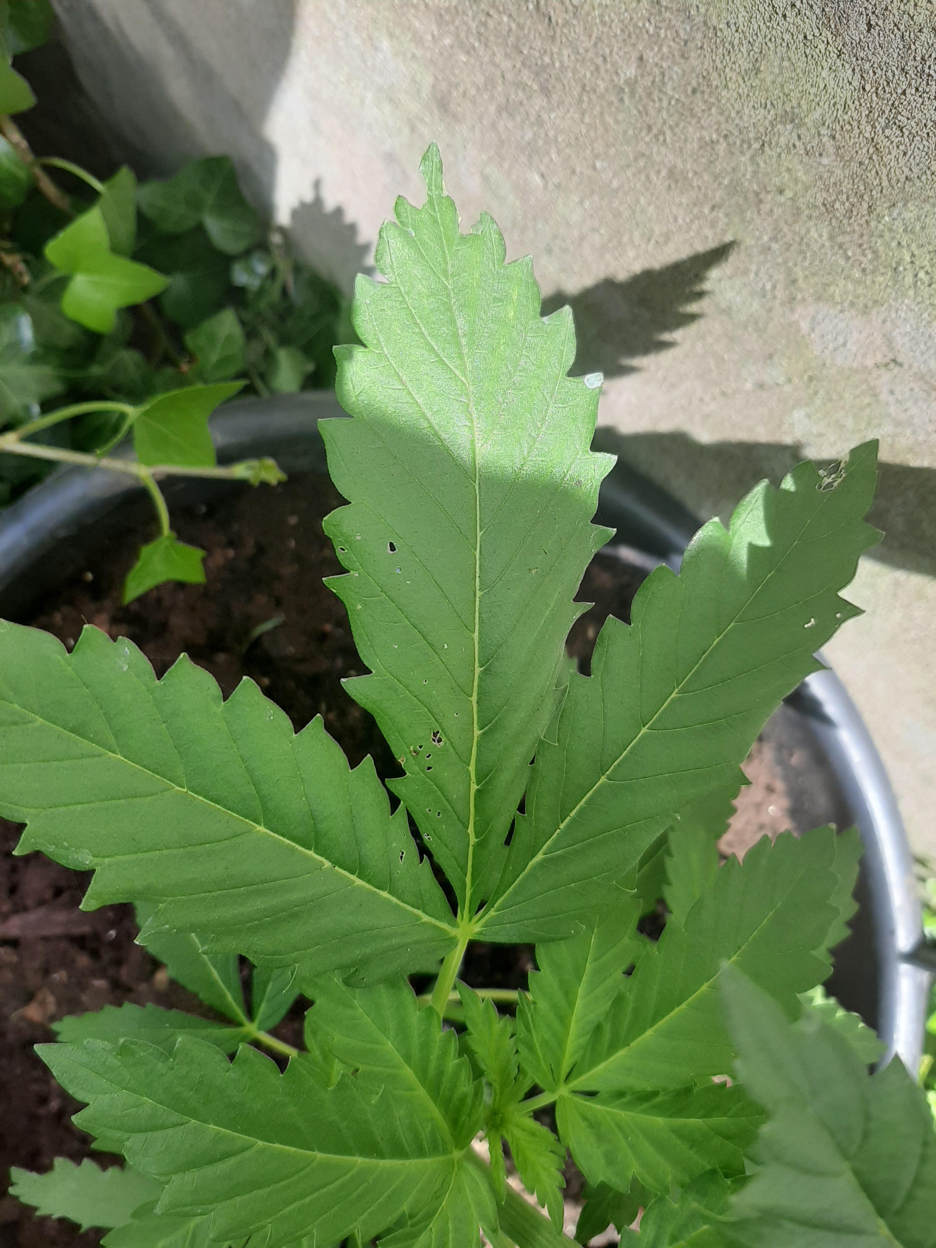 Anyone know what's eating my plant and how to stop it?