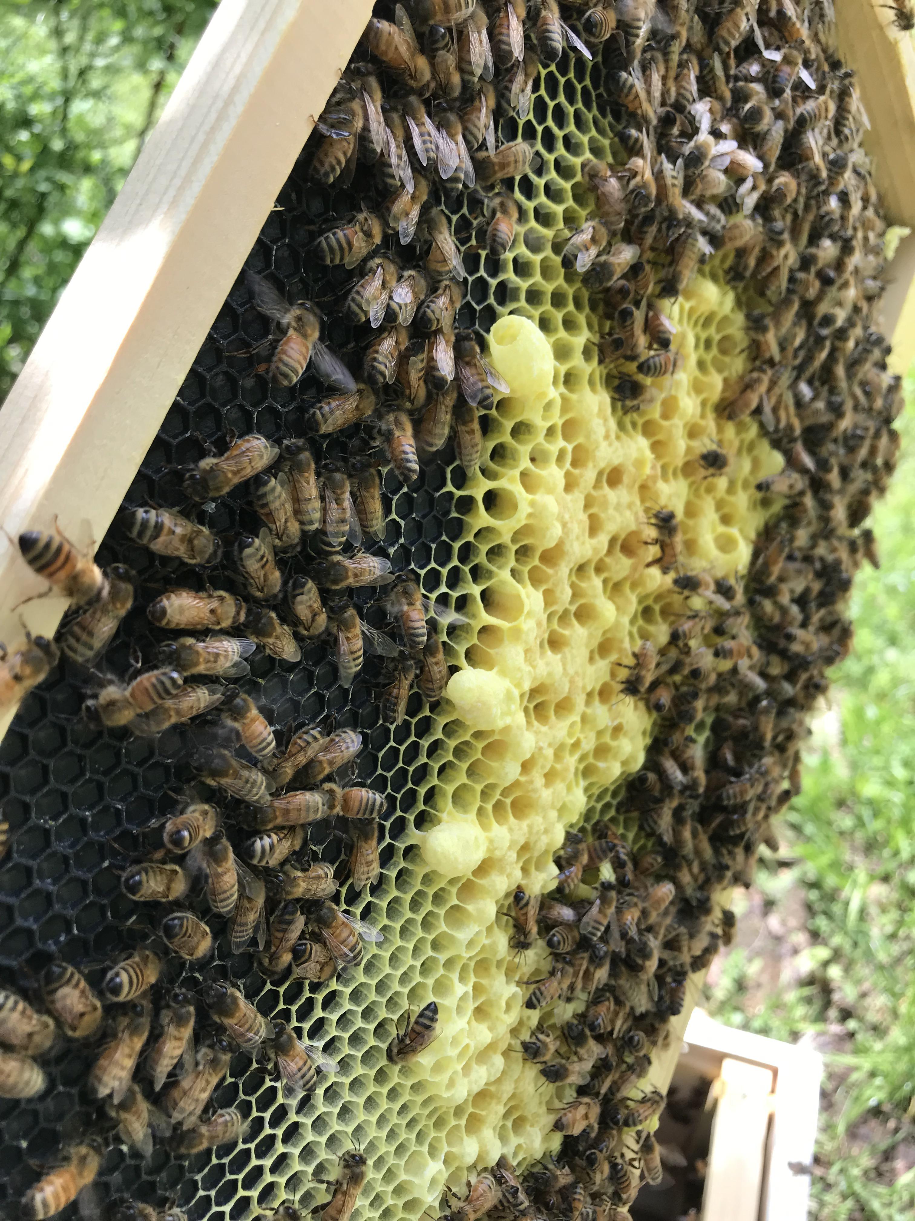 Lots of queen cells in a new hive. I can’t find the queen or any new