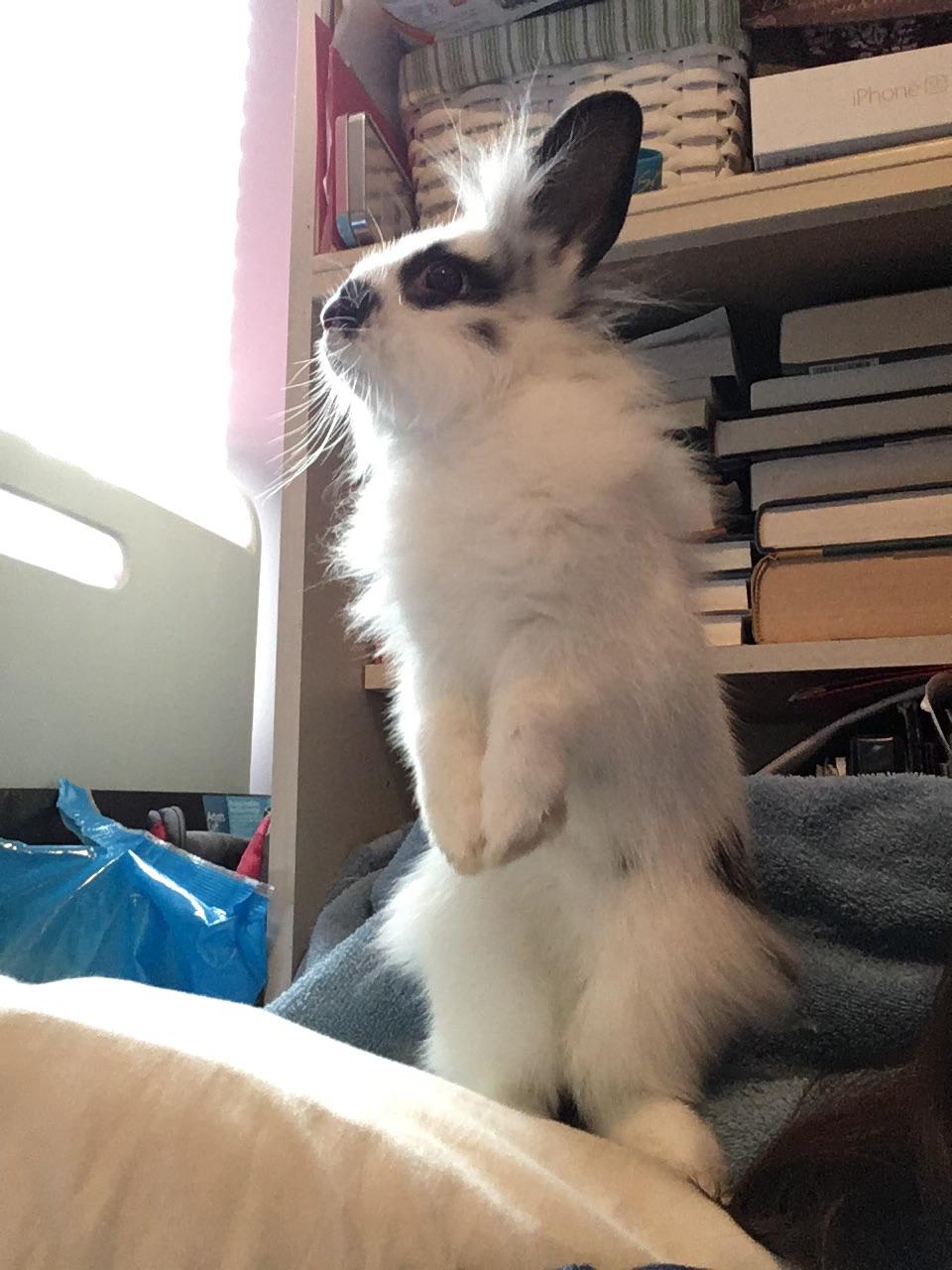 I sneezed. Luna is concerned. Rabbits